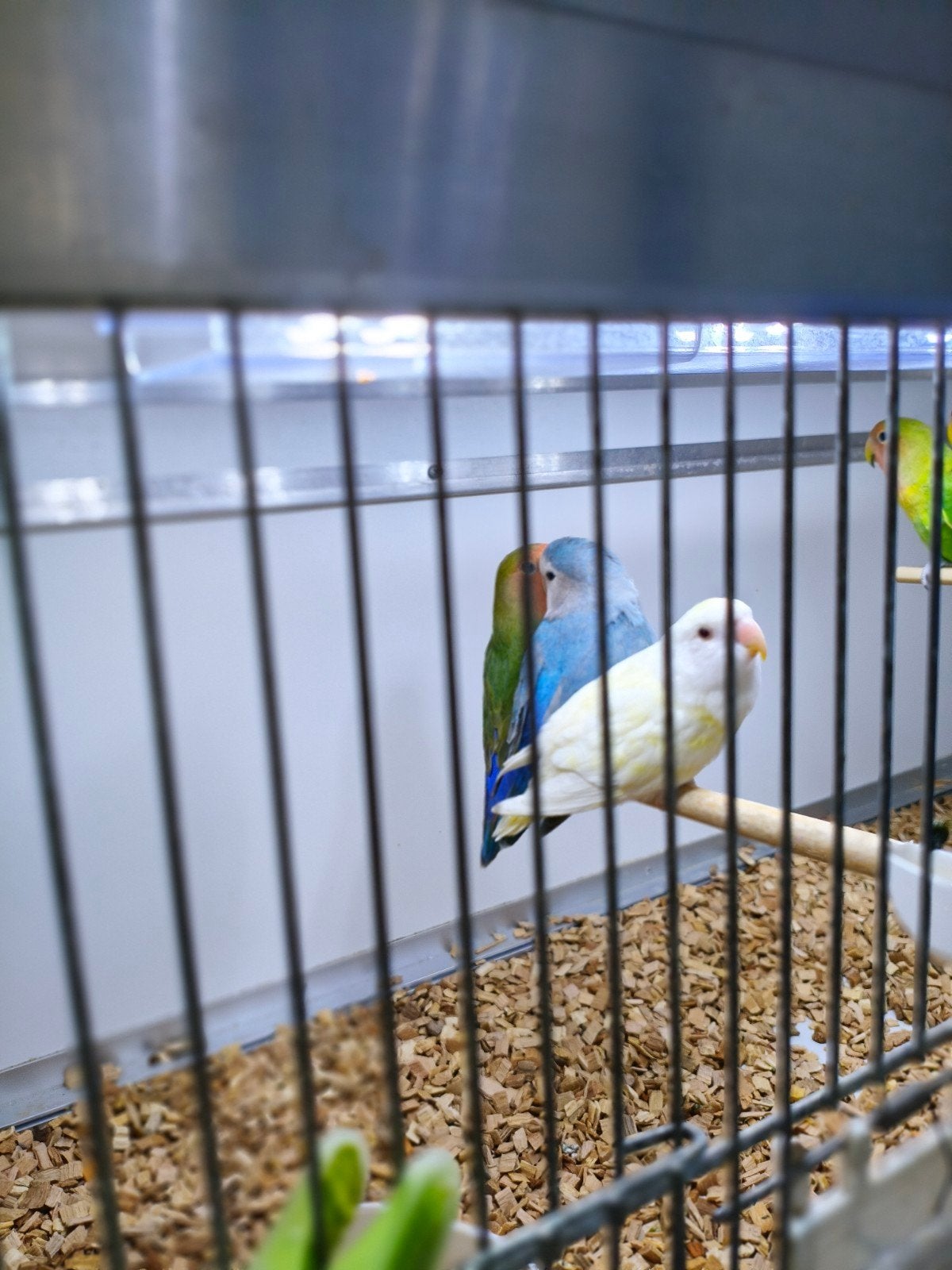 mooie jonge agapornis roseicolis, Meerdere dieren, Dwergpapegaai of Agapornis