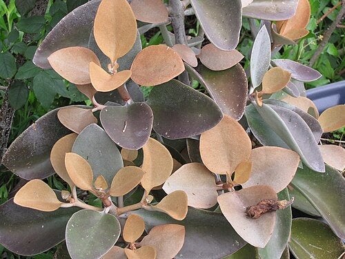 gezocht: kalanchoe orygalis, Huis en Inrichting, Kamerplanten, Ophalen of Verzenden, Halfschaduw, Minder dan 100 cm