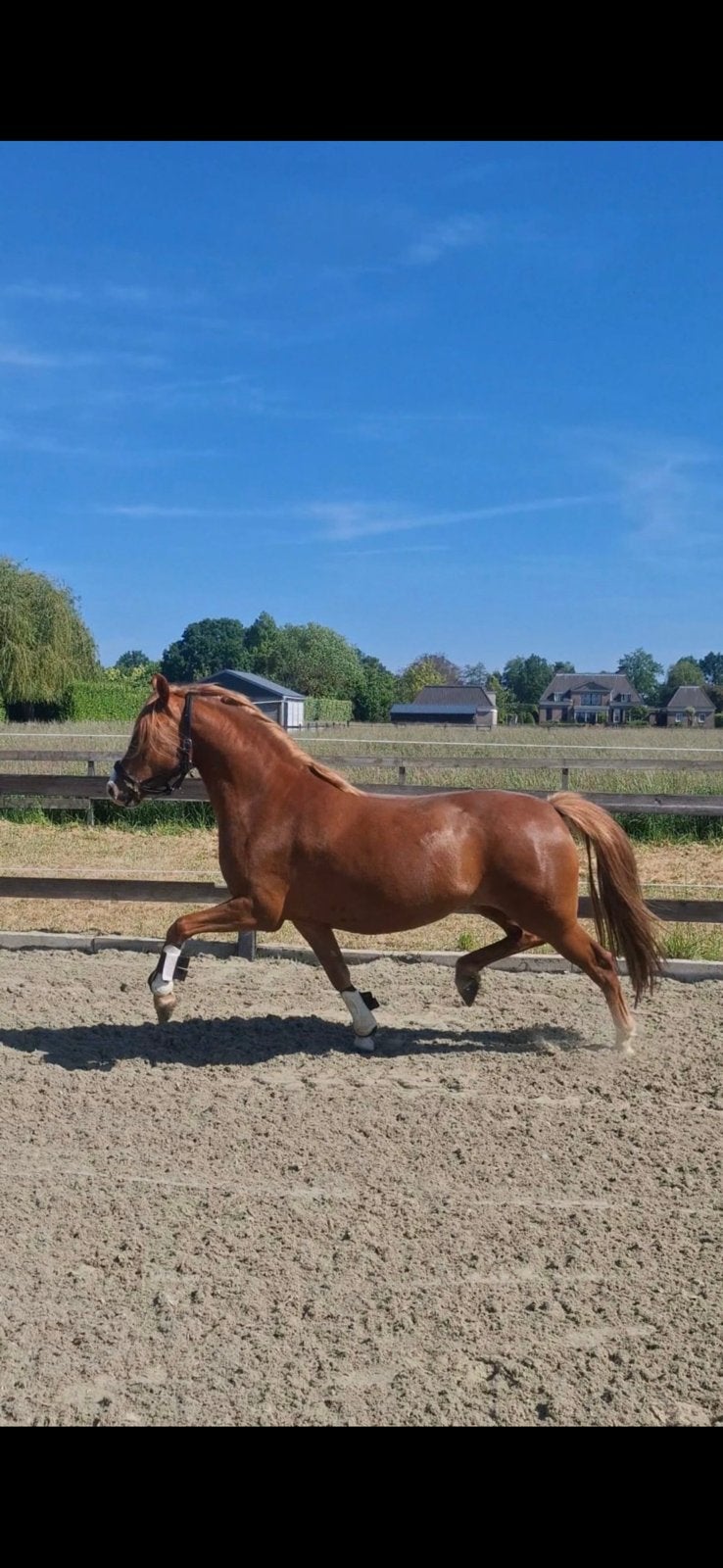 Bloedmooie 3,5 jarige D pony v.lutmars jagger !!!!, Dieren en Toebehoren, Pony's, Merrie, 3 tot 6 jaar