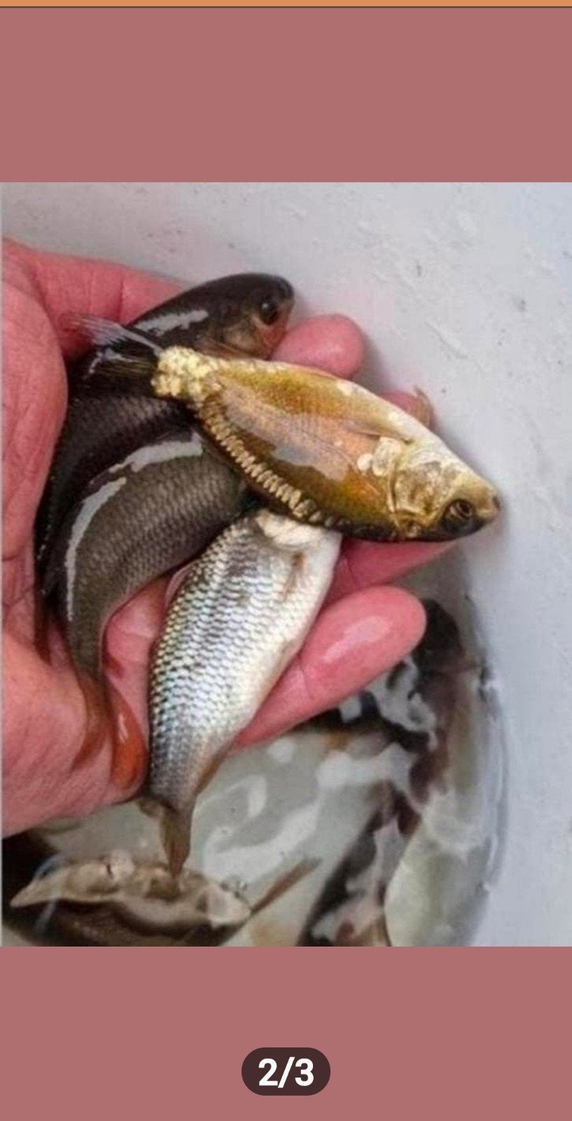 spiegelkarpertjes schubkarpertjes, Karper of Koi