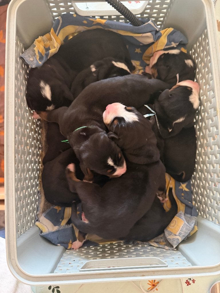 Prachtig nest Grote Zwitserse Sennenhond – FCI / RvB, CDV (hondenziekte), Meerdere, Meerdere dieren, Nederland