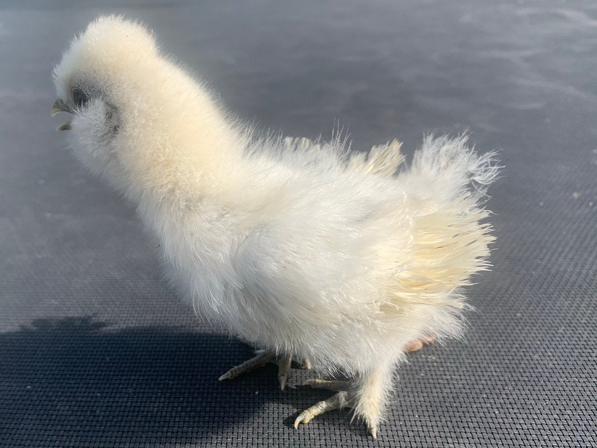 USA Zijdehoen kuikens, Dieren en Toebehoren, Vrouwelijk, Kip