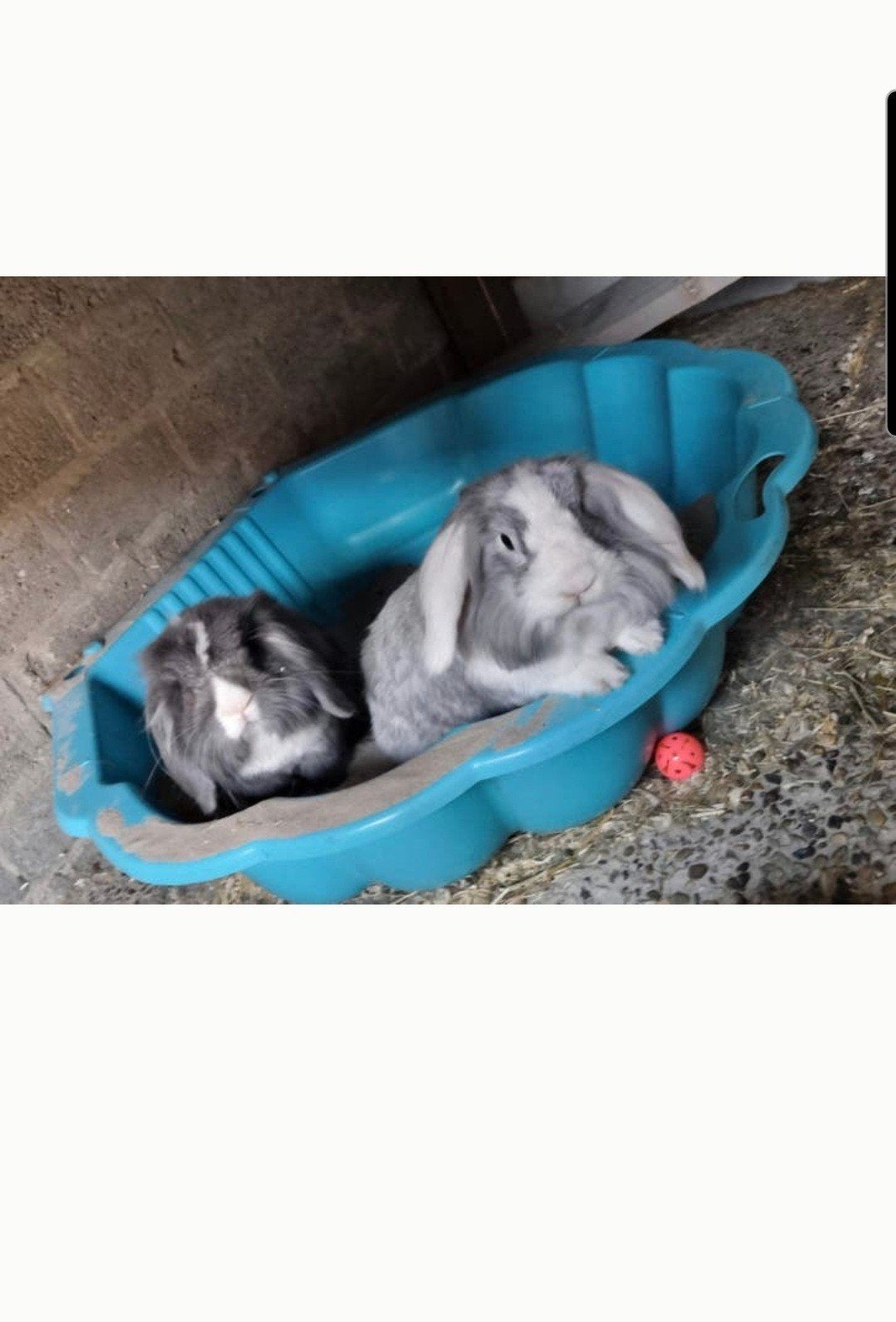 Liefdevolle (grote) ruimte gezocht voor deze lieve knapperds, Dieren en Toebehoren, Konijnen, Mannelijk