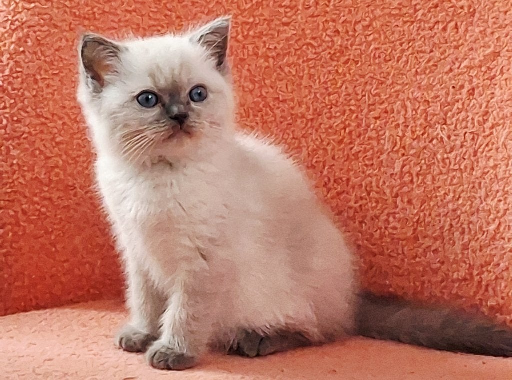 Mix Ragdoll x Brits korthaar kittens, Kater, Ontwormd, 0 tot 2 jaar