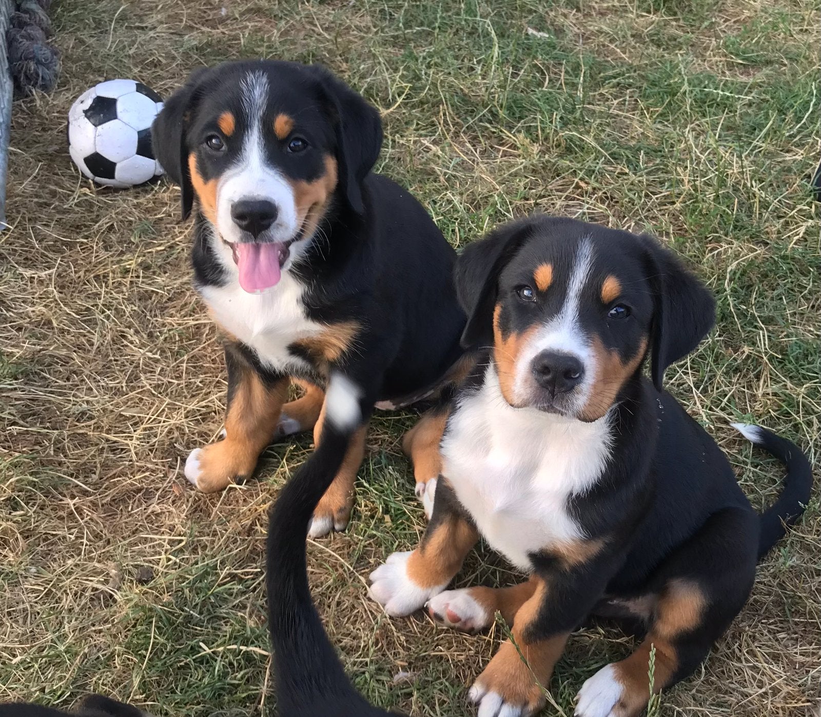 grote zwitserse sennen pups, Parvo, Meerdere, Meerdere dieren, Nederland