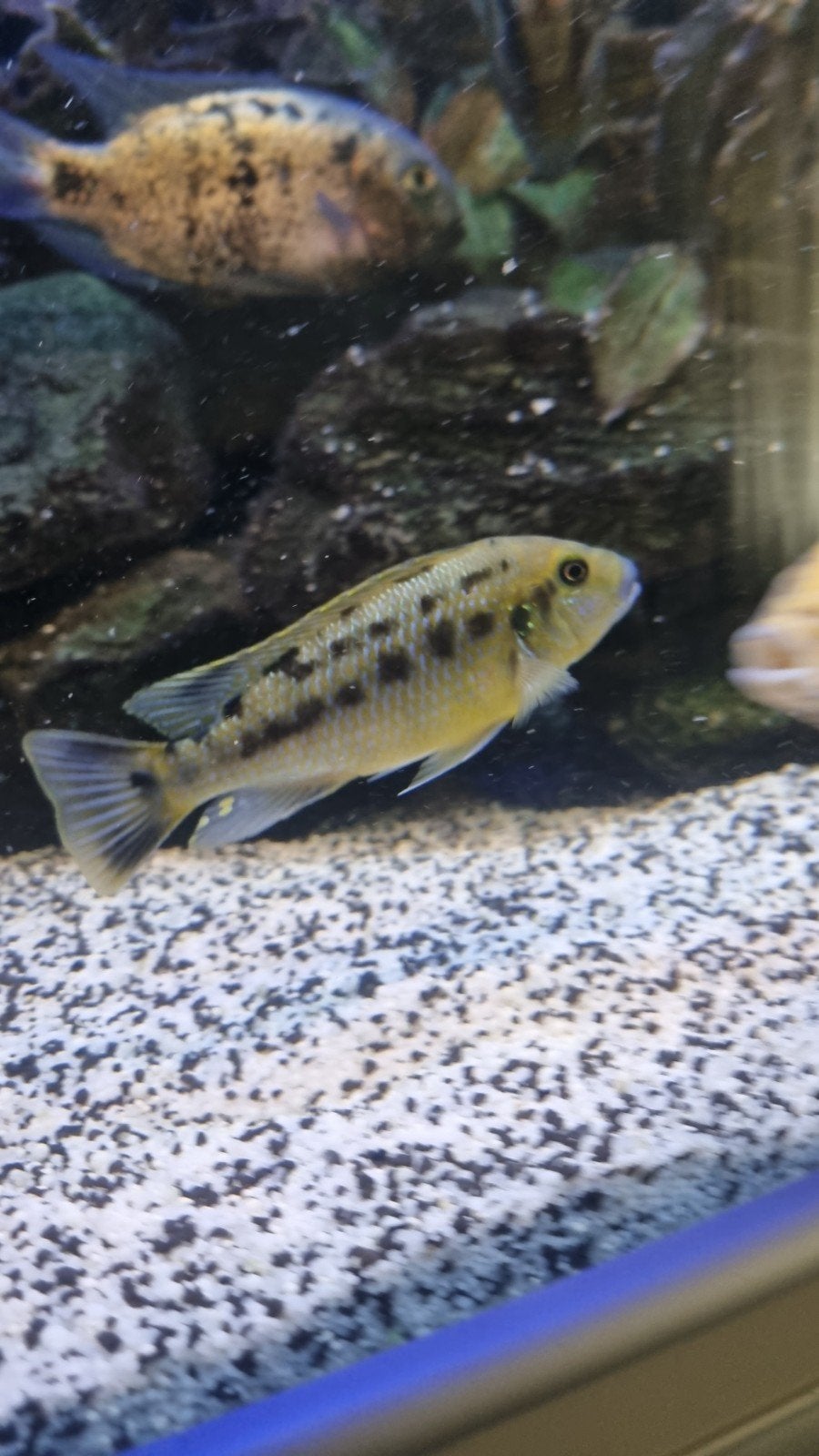 Pseudotropheus williamsi blue lips, Vis, Zoetwatervis, Schoolvis