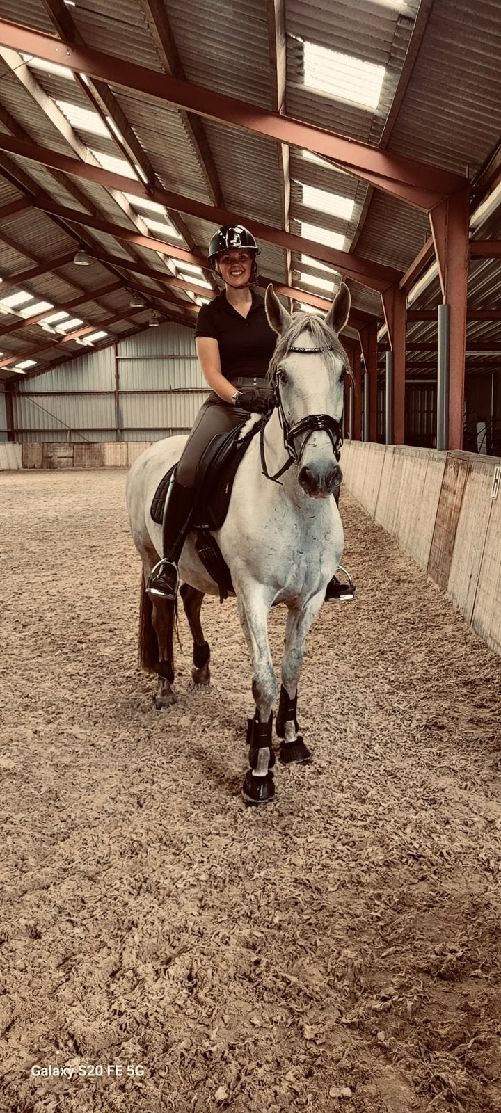 PRE Ruin., Dieren en Toebehoren, Paarden, Ruin, Recreatiepaard, 3 tot 6 jaar