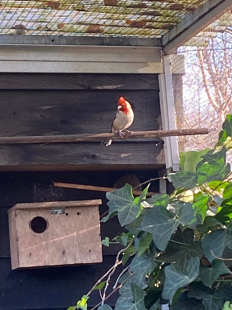 Roodkuifkardinaal, Vrouwelijk, Wildzangvogel, Geringd