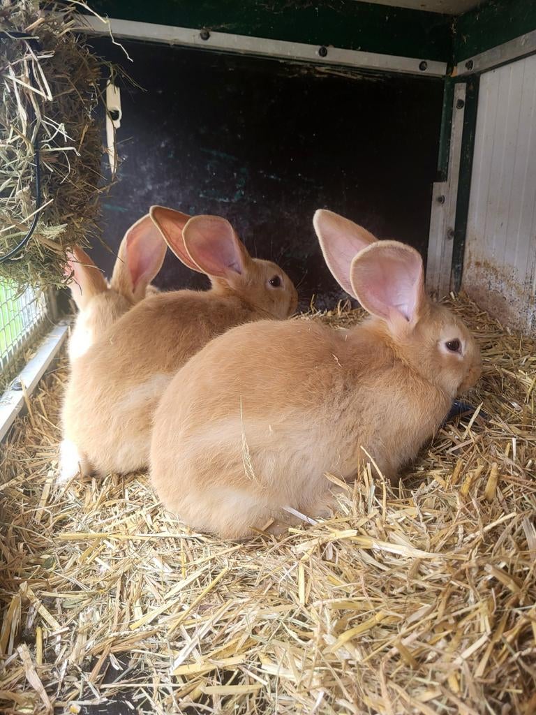 Jonge vlaamse reuzen, Dieren en Toebehoren, Meerdere dieren, Groot, 0 tot 2 jaar
