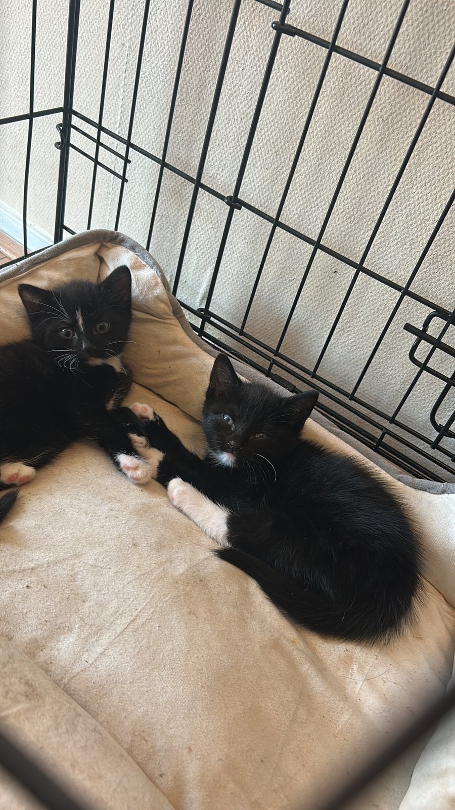 Kittens mogen nestje verlaten, Kater
