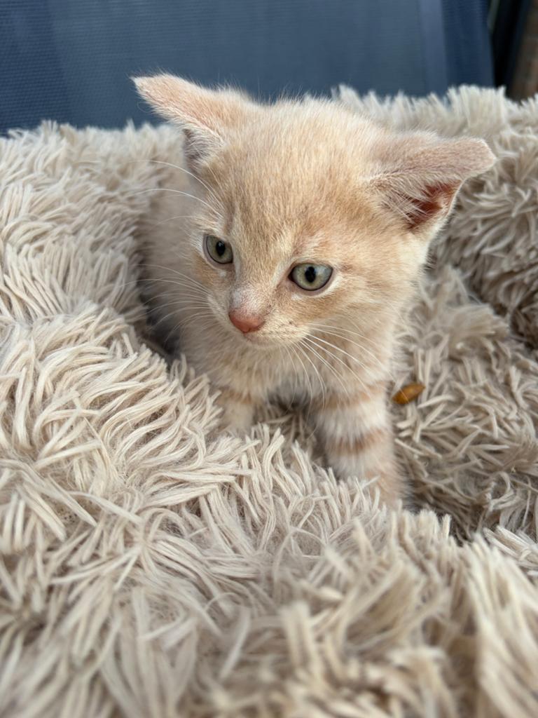 3 lieve kittens, Dieren en Toebehoren, Meerdere dieren