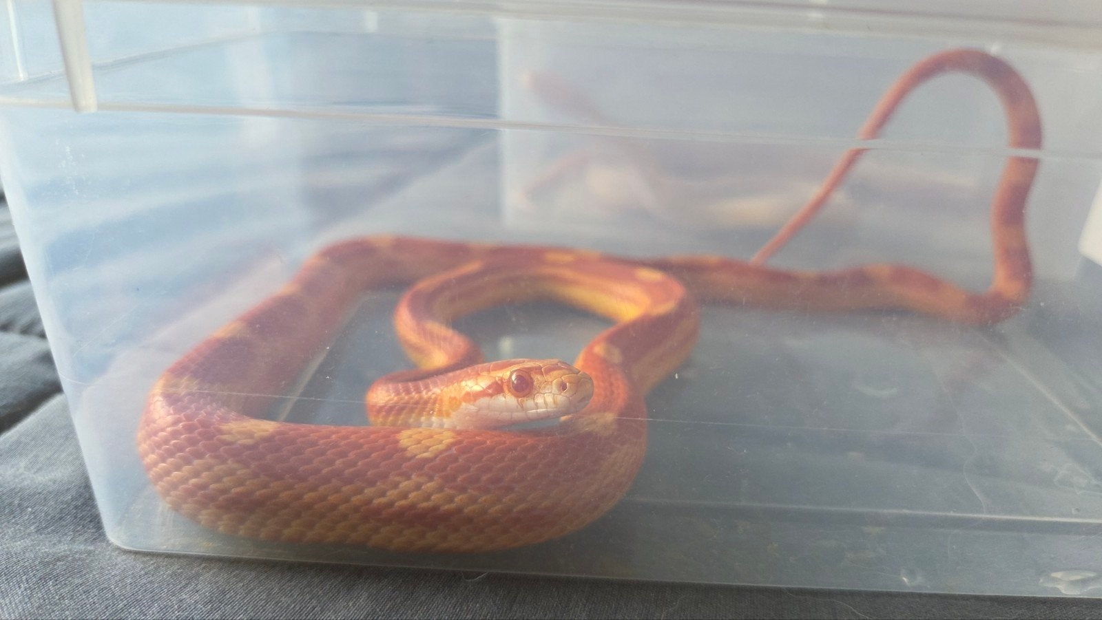 mooie jonge rattenslang /korenslang  2025 Corn Snake photo 3