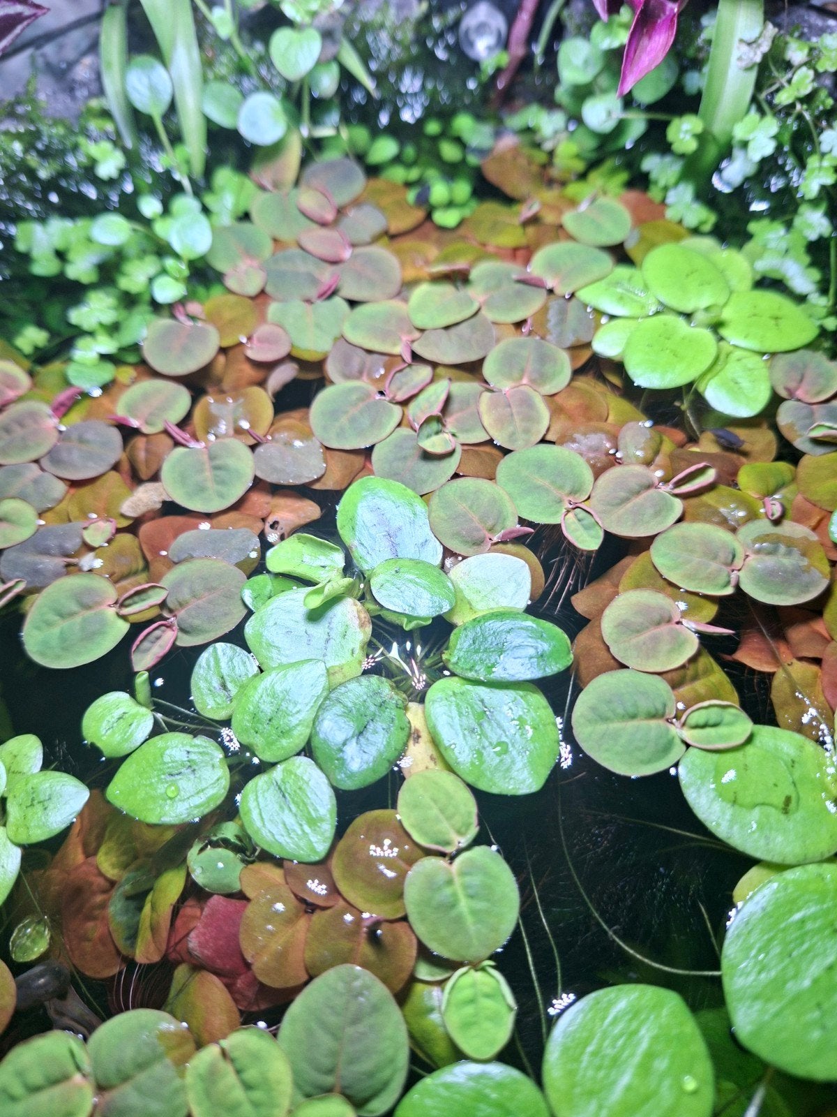 Drijfplanten aquarium, Dieren en Toebehoren, Vissen | Aquaria en Toebehoren, Ophalen of Verzenden, Nieuw, Plant(en), Steen of Hout
