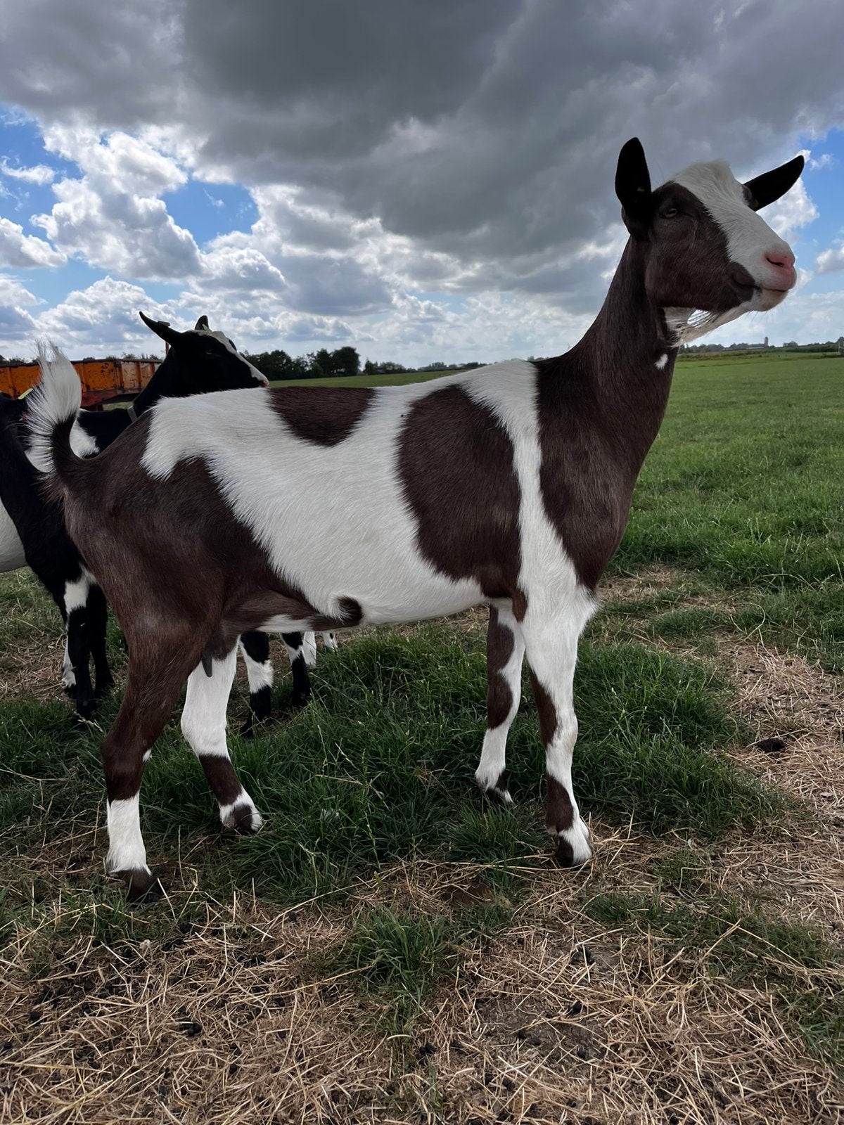 Koppel geiten, Meerdere dieren, Geit