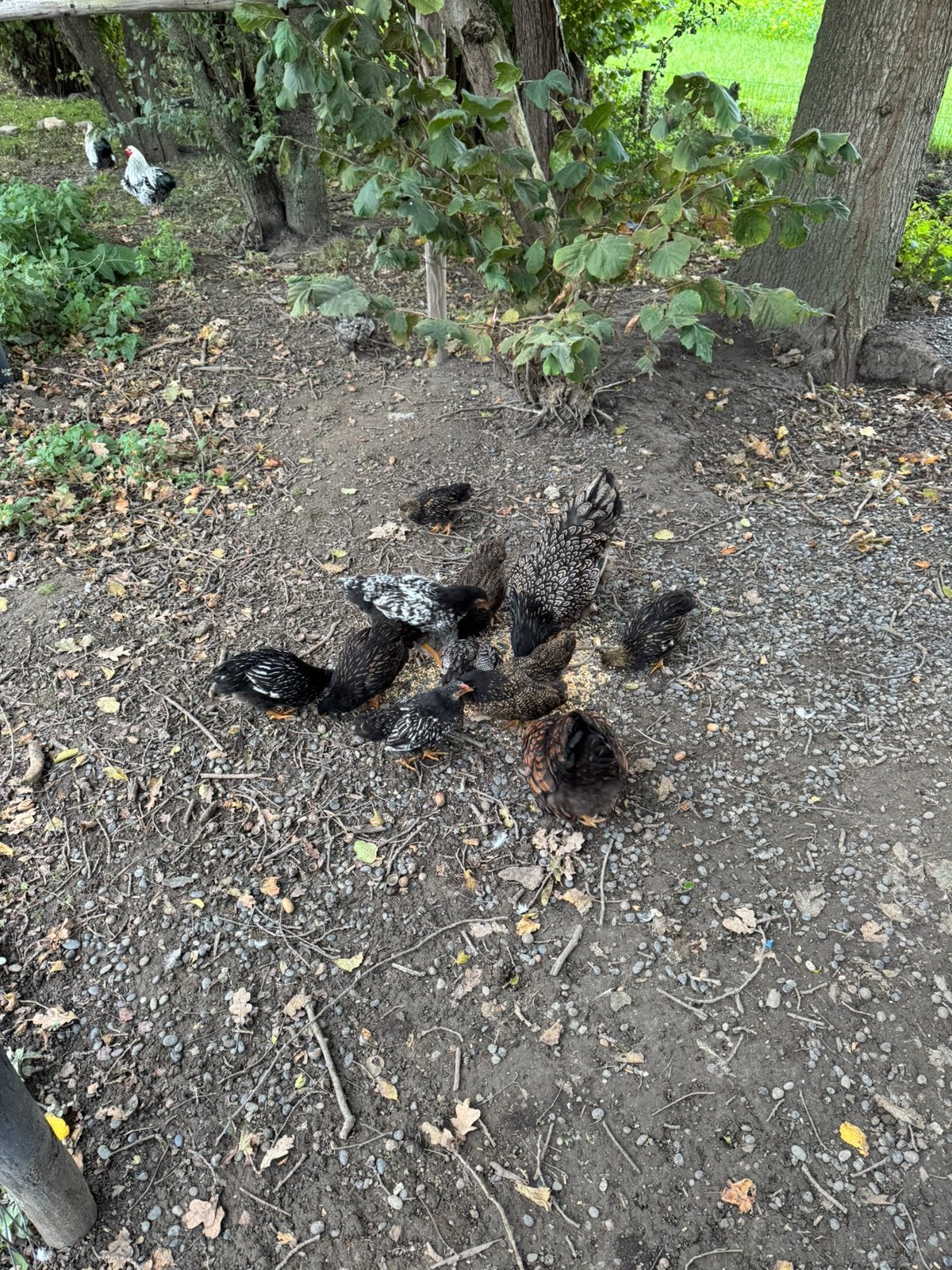 Diverse hennen en hanen, Meerdere dieren, Kip