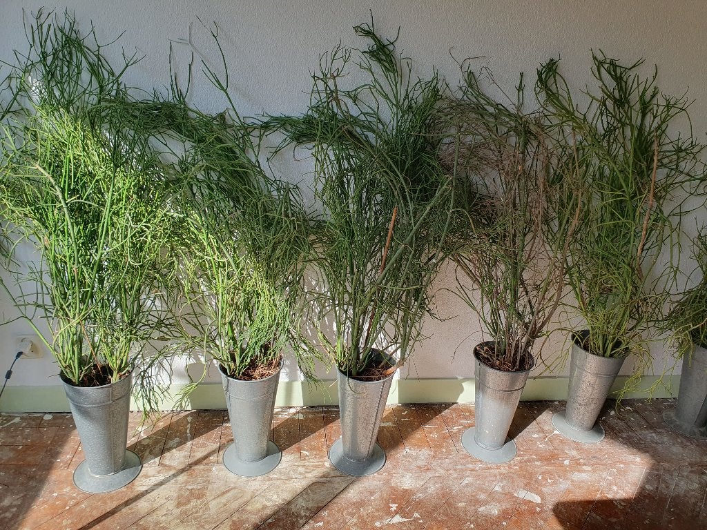 7 grote potloodplanten in industriele vazen, Ophalen, Overige soorten, In pot, 150 tot 200 cm