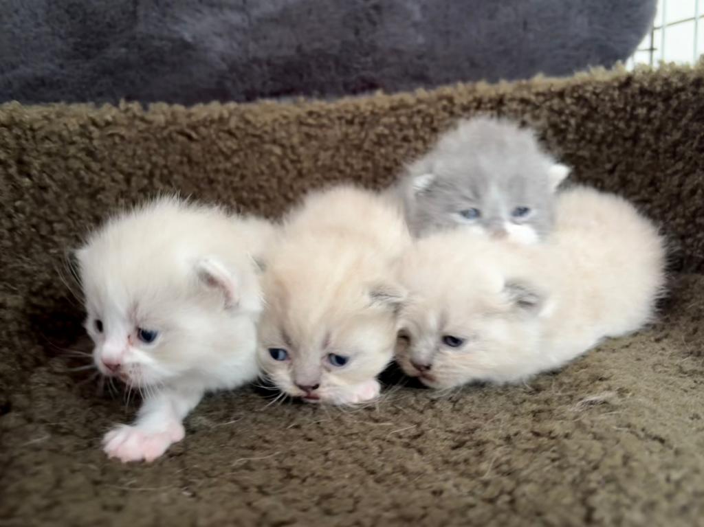 4 prachtige Britse Korthaar kittens, Meerdere dieren, Gechipt, 0 tot 2 jaar