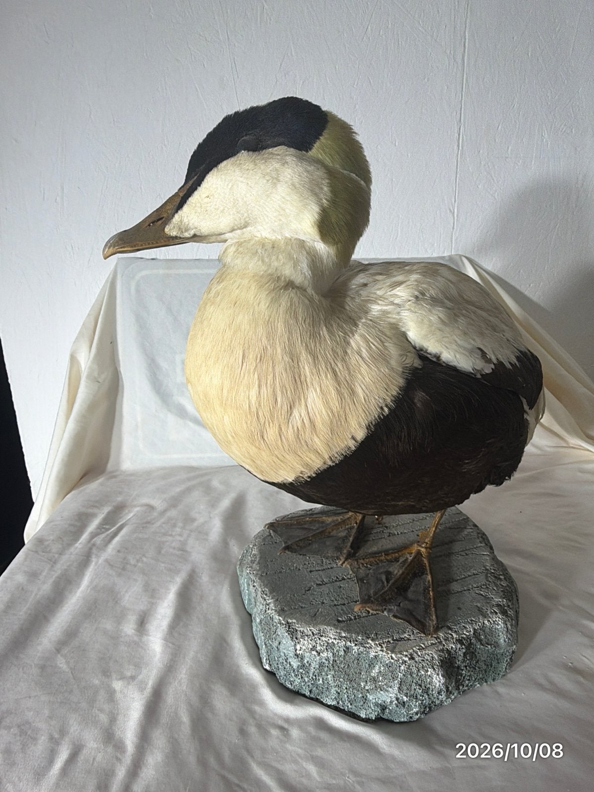 eidereend taxidermie, Ophalen of Verzenden, Zo goed als nieuw, Opgezet dier