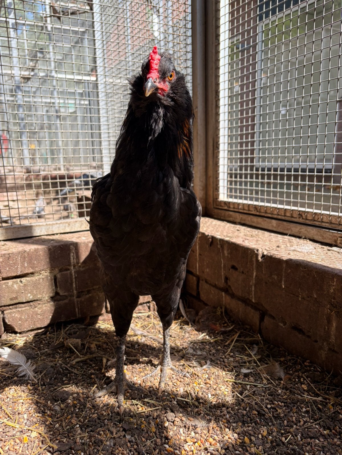 Dante, mooie haan, Dieren en Toebehoren, Pluimvee, Mannelijk, Kip