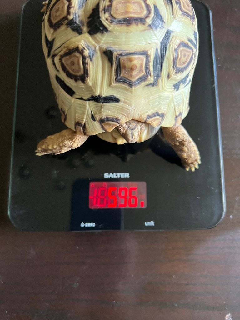 3 Panter schildpadden. NK 2024. Tortoise photo 3