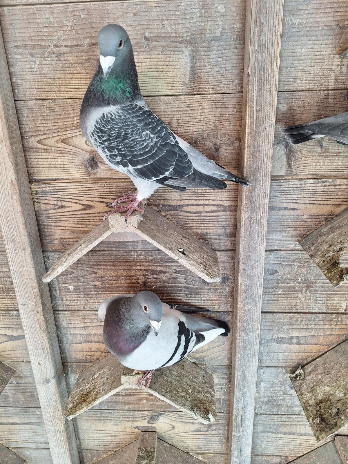 show postduiven, Dieren en Toebehoren
