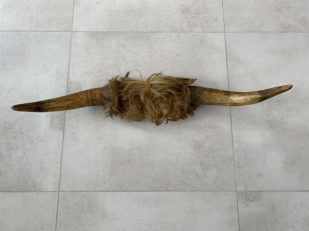 Koe of stierenkop met hoorns en stuk kop met vacht, Ophalen of Verzenden, Gebruikt, Boerderijdier, Gewei of Kop