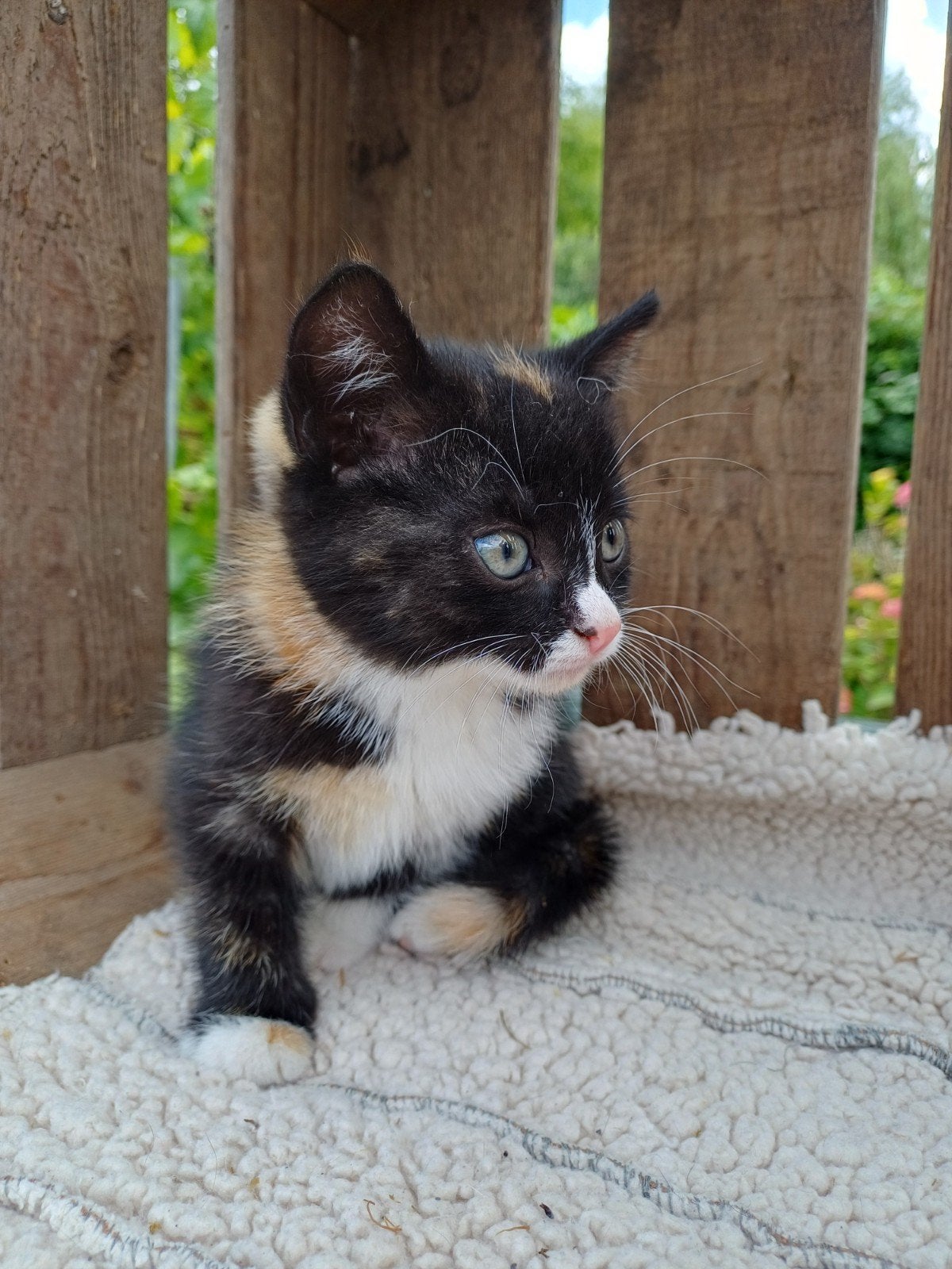 prachtige lieve driekleur kitten, Dieren en Toebehoren, Katten en Kittens | Overige Katten, Poes, 0 tot 2 jaar