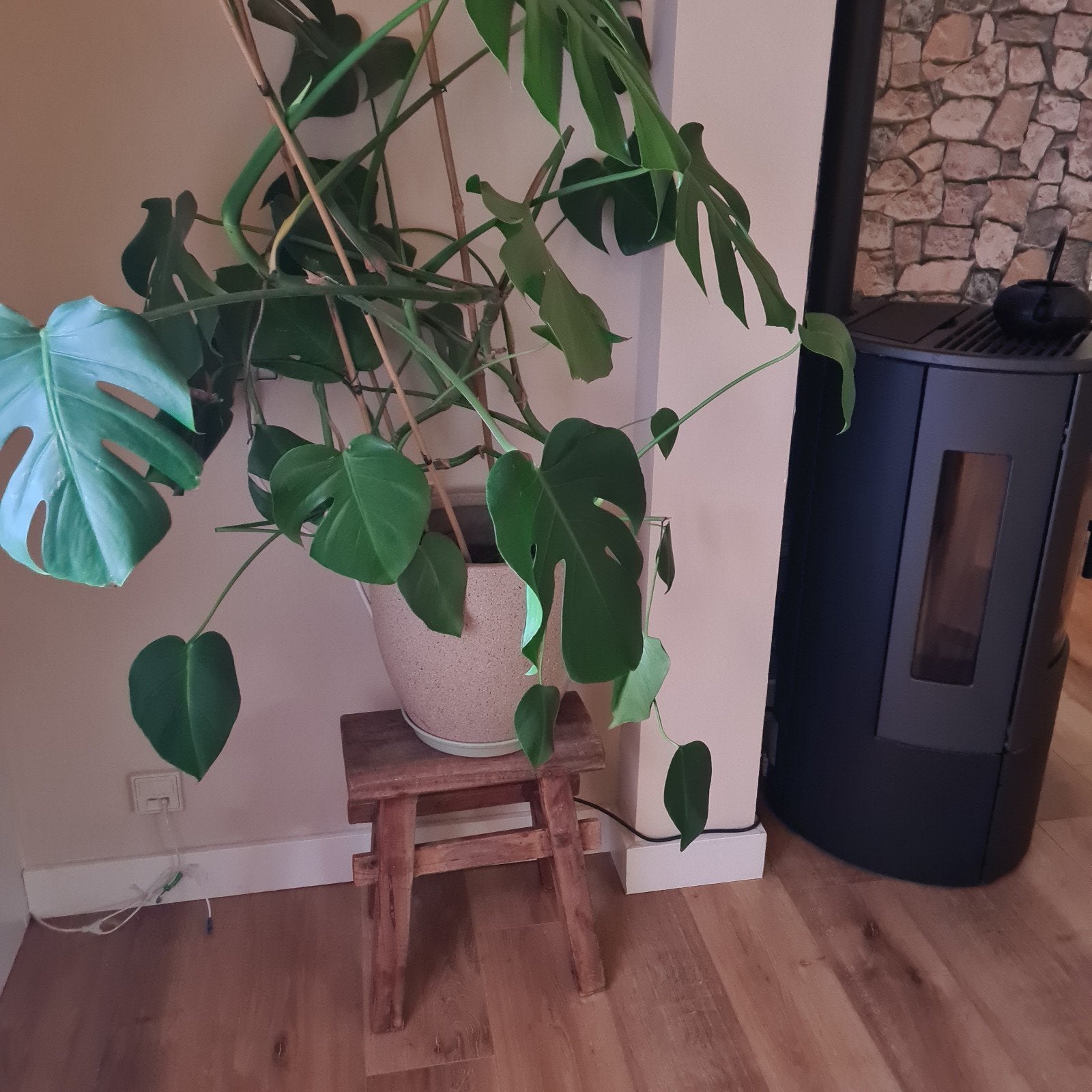 Grote mooie Monstera plant met pot, Huis en Inrichting, Ophalen, 100 tot 150 cm, Overige soorten, Halfschaduw