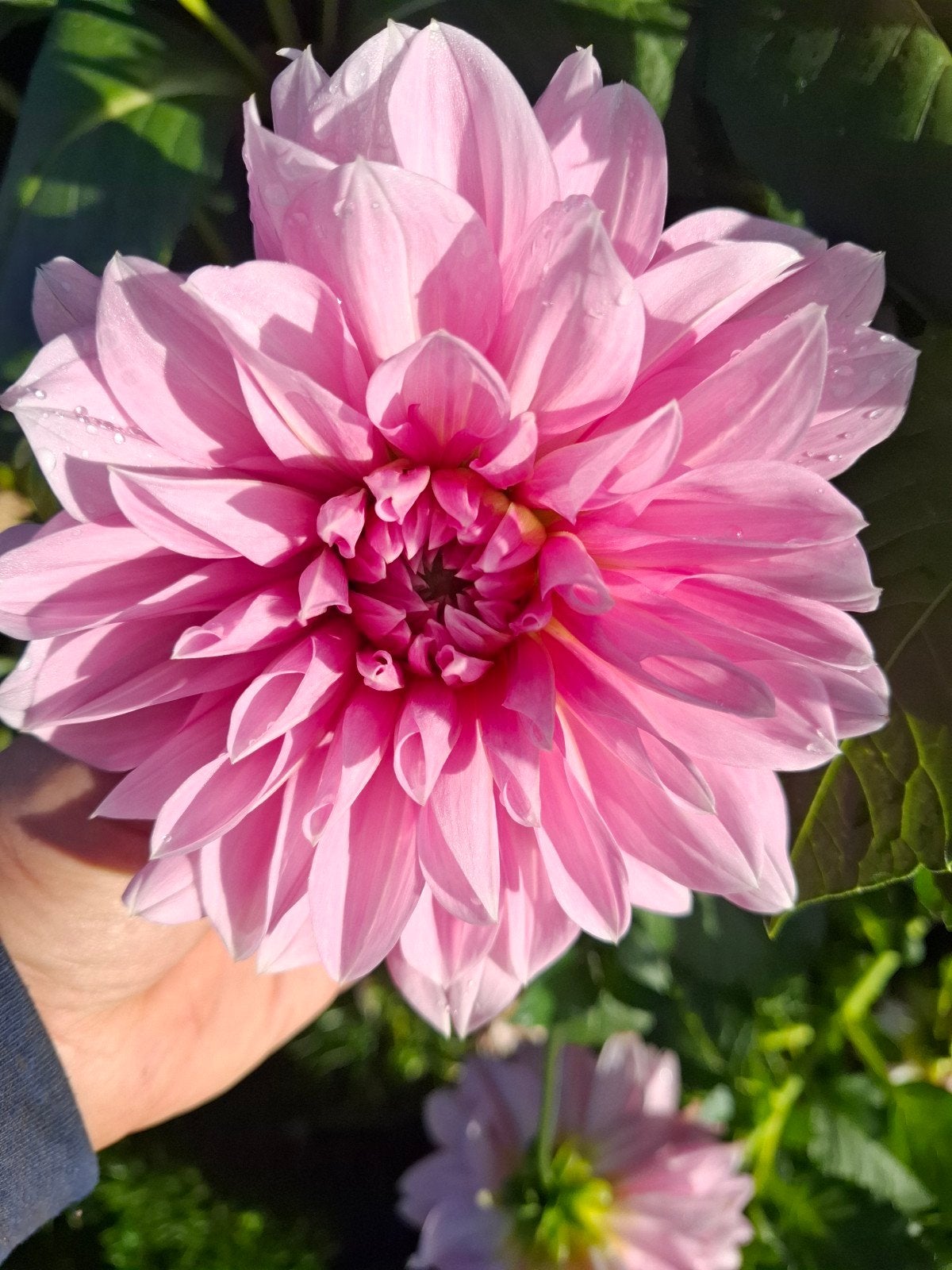 Dahlia Lavender perfection knollen, Tuin en Terras, Ophalen of Verzenden, Volle zon, Knol