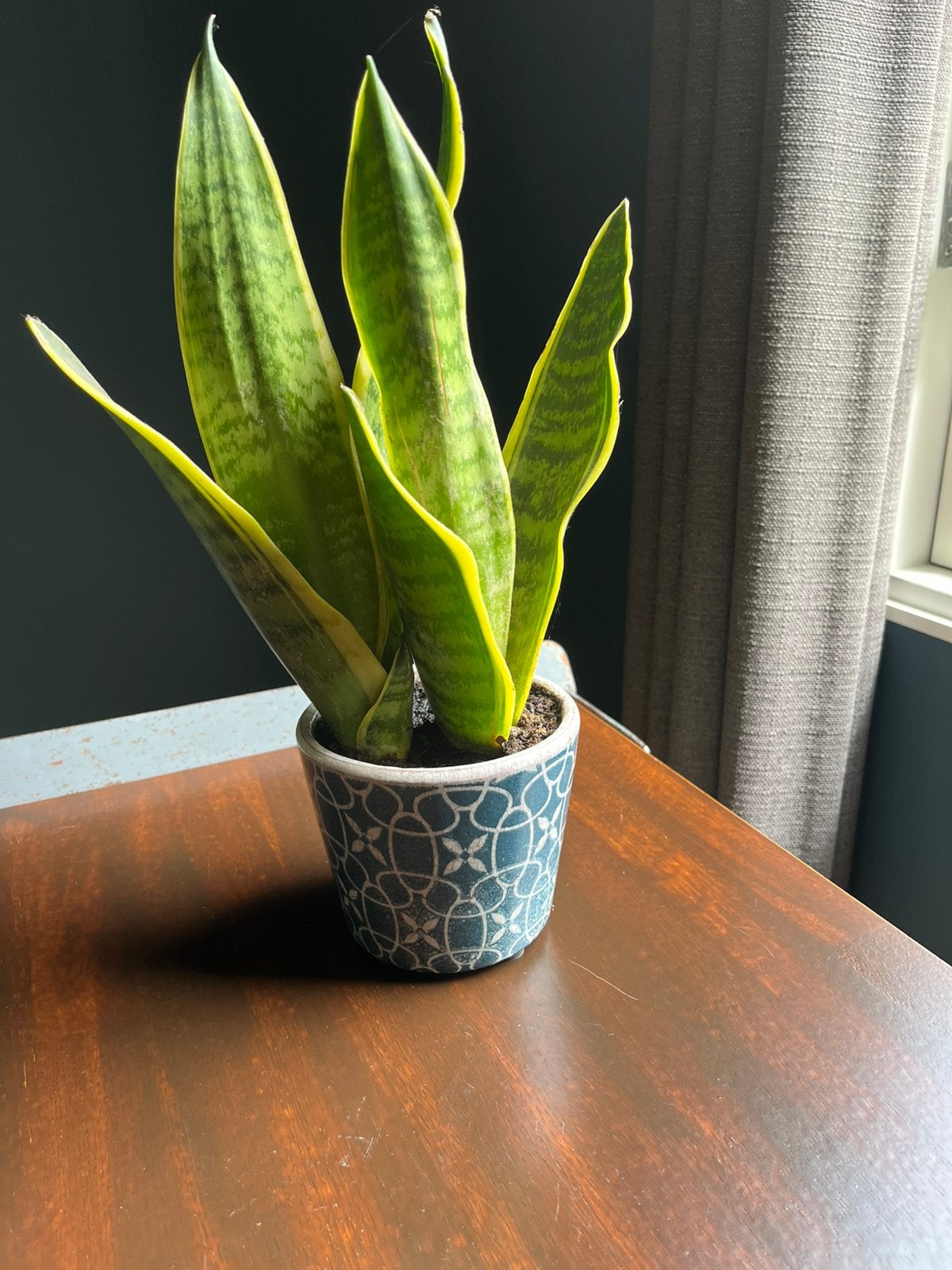 Vetplant in pot, Ophalen, In pot, Halfschaduw, Minder dan 100 cm