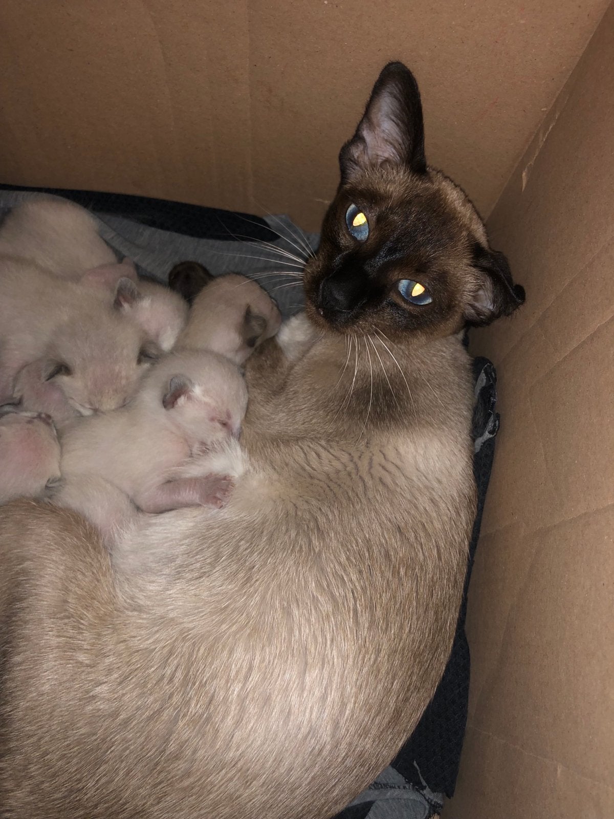 Sismees kittens Prachtige siamees kittens, Meerdere dieren, Ontwormd, 0 tot 2 jaar