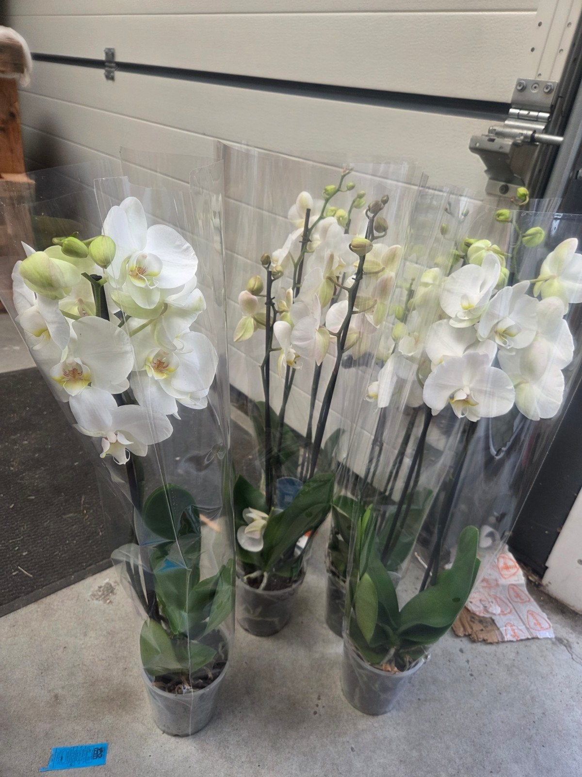 5 Witte Orchideeën (Phalaenopsis), Ophalen of Verzenden