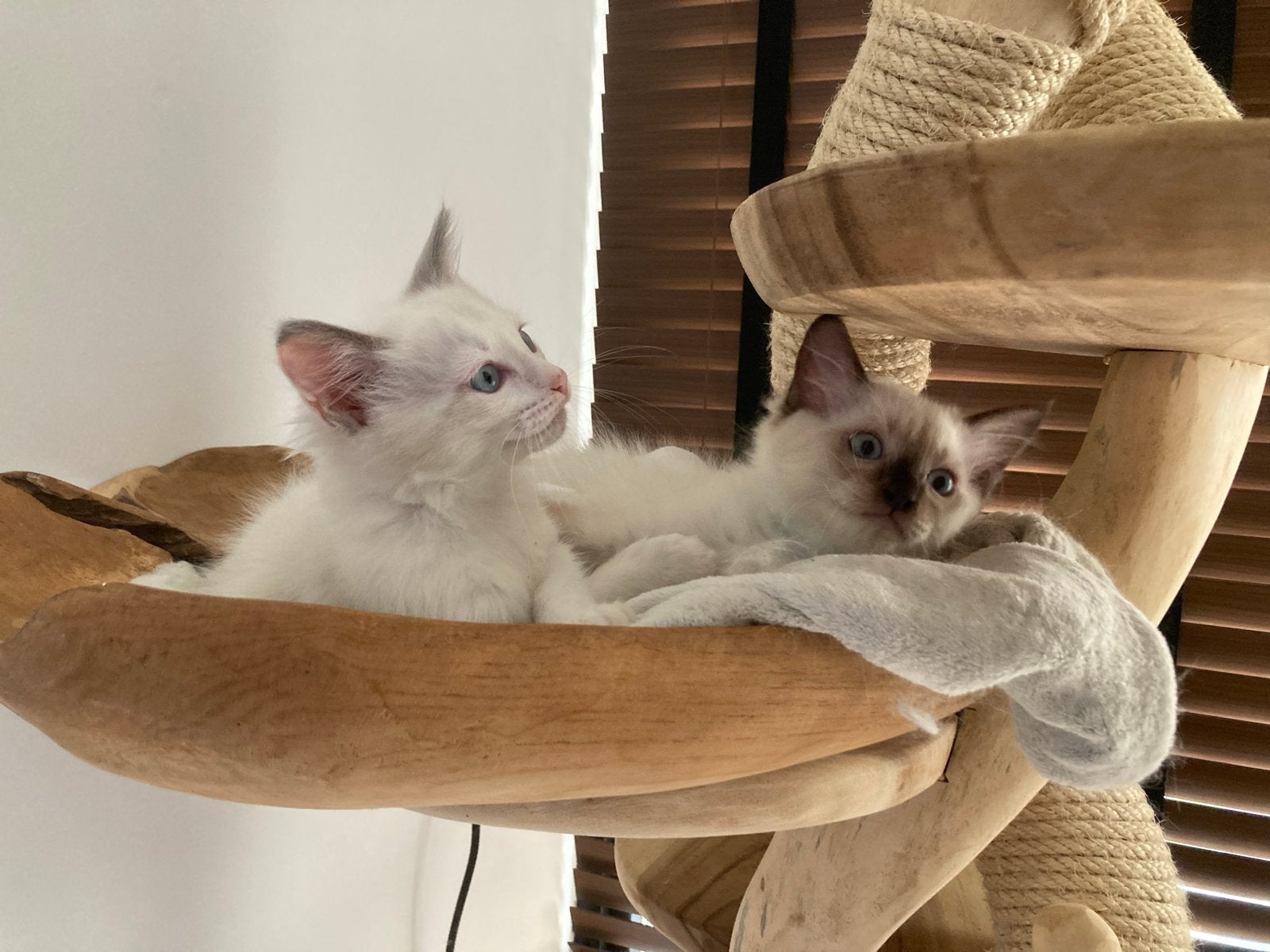 Laatste  blue tortie ragdoll poesje, Poes, Gechipt, 0 tot 2 jaar