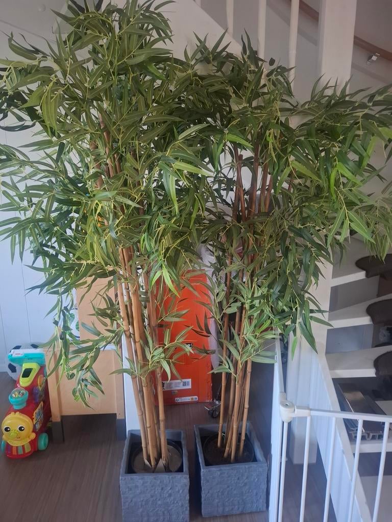 Bamboe planten in pot nieuw, Ophalen, Nieuw, Binnen