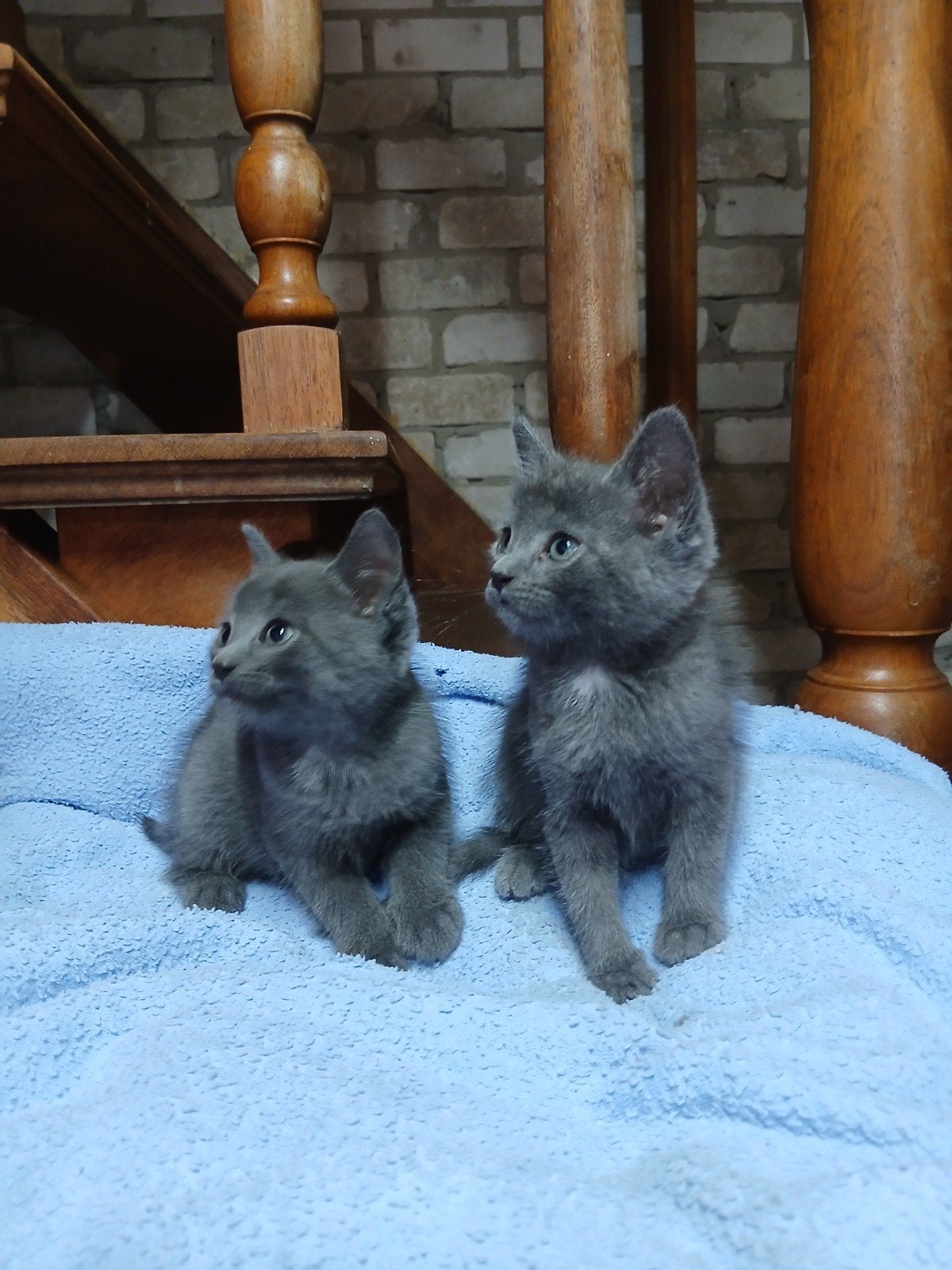 kittens, Poes, 0 tot 2 jaar