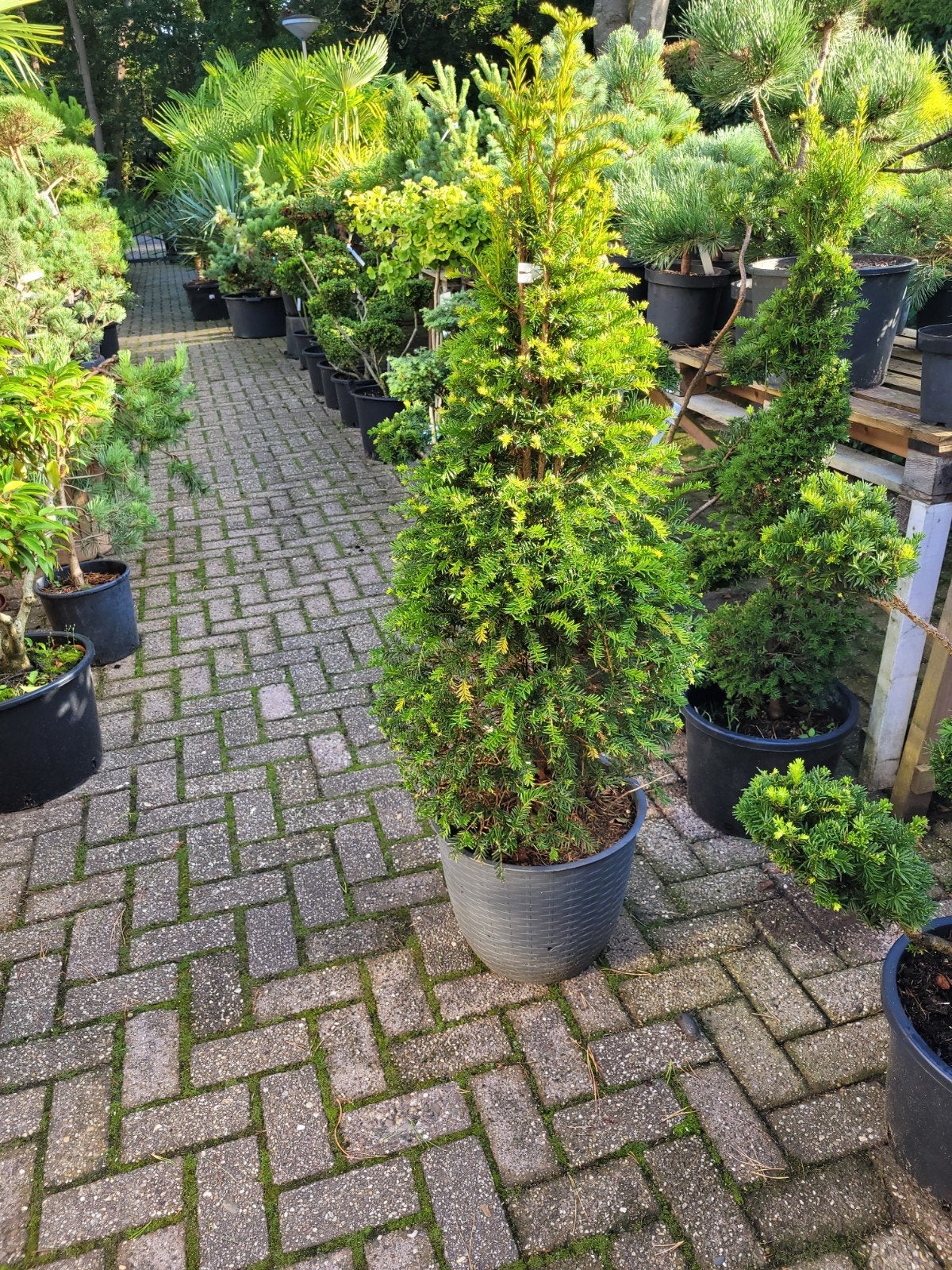 Taxus zuilvorm 130 cm - Ideaal voor haag of solitair, Ophalen