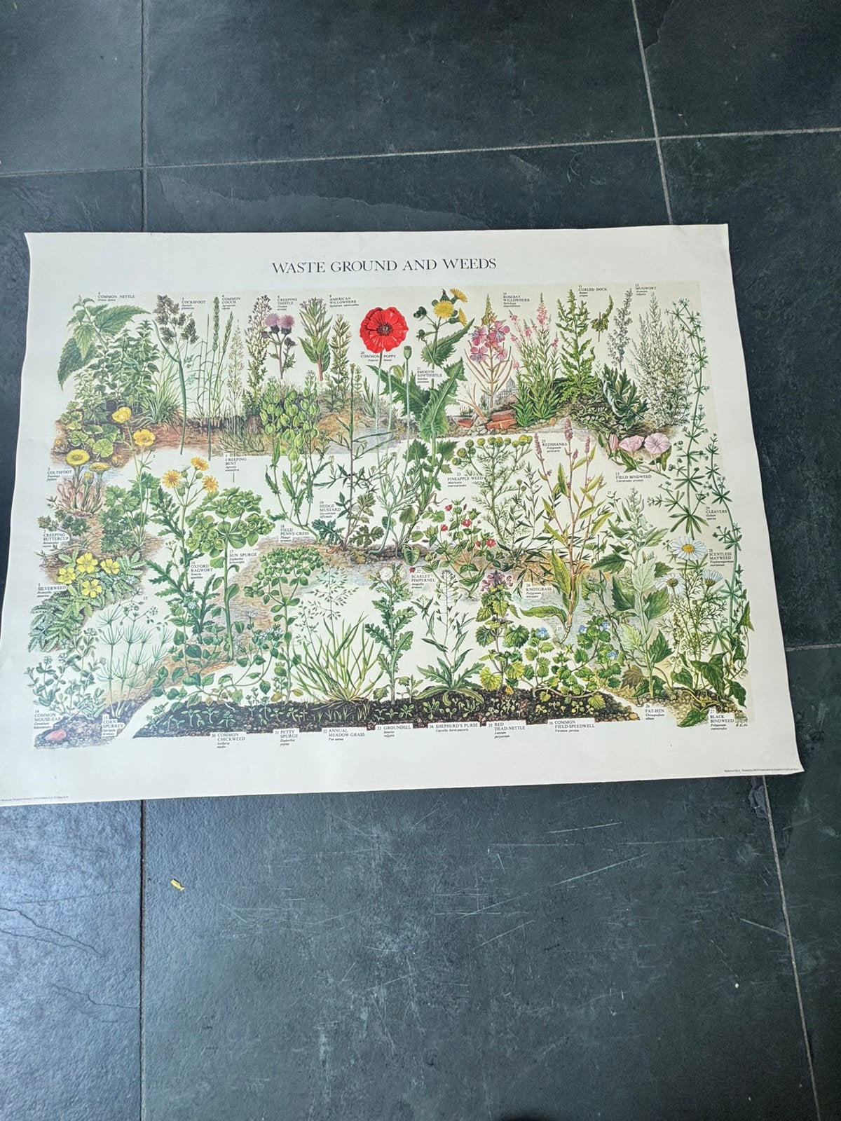 Vintage natuurhistorische poster, A1,, Ophalen of Verzenden, Gebruikt, A1 t/m A3, Film en Tv