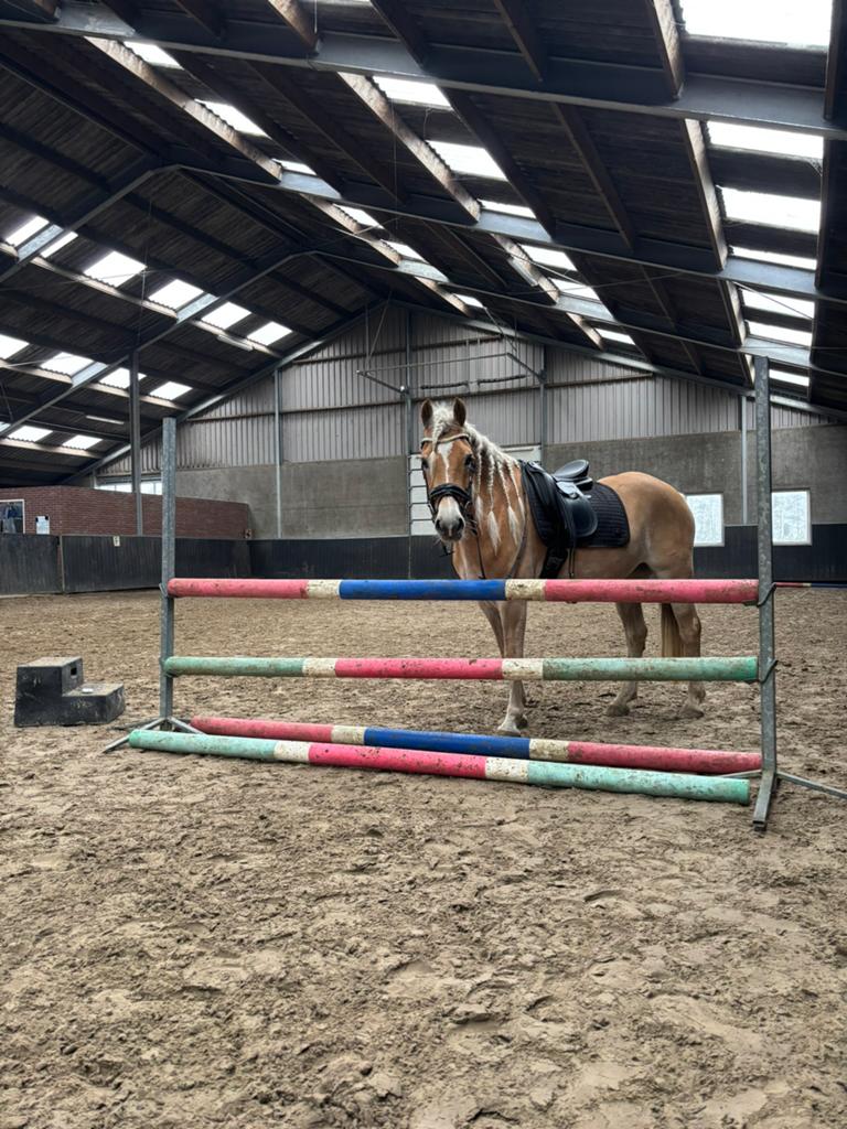 Brave Haflinger, Merrie, B, E pony (1.48m - 1.57m), 3 tot 6 jaar