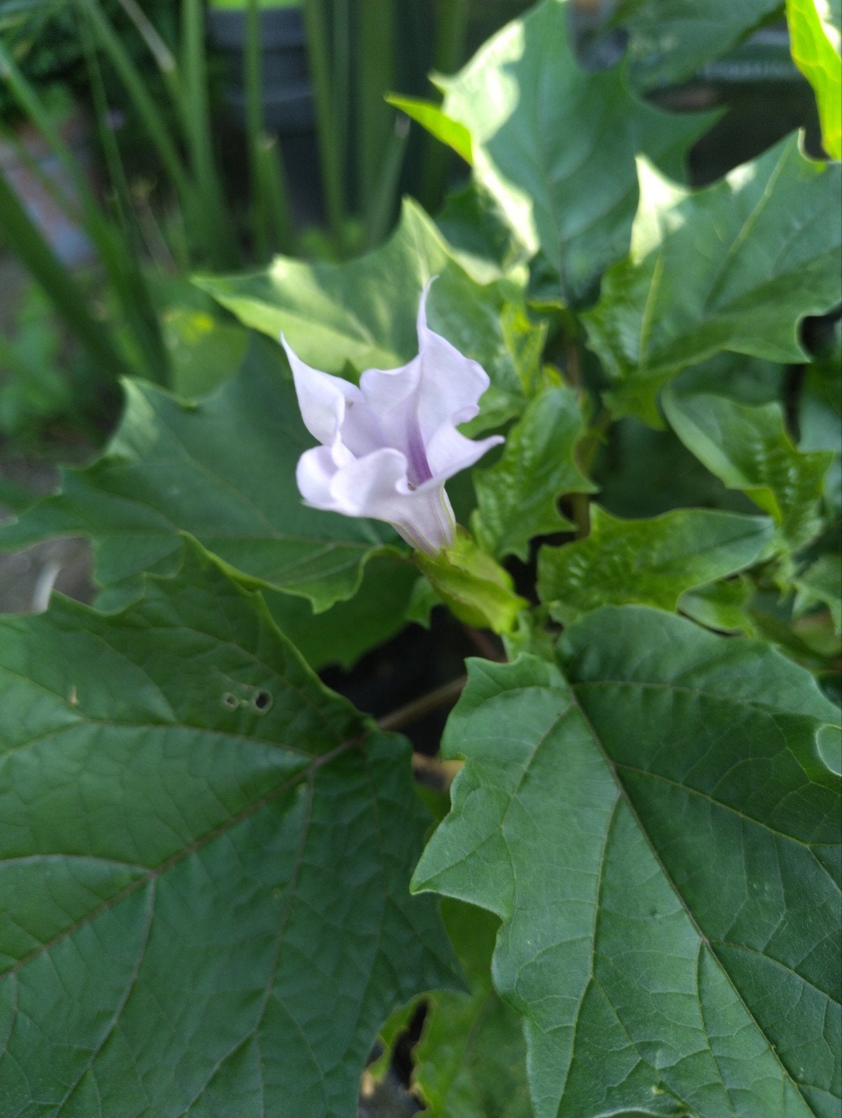 Datura plant met wit-paarse bloemen, Overige soorten, Minder dan 100 cm, Zomer, Ophalen