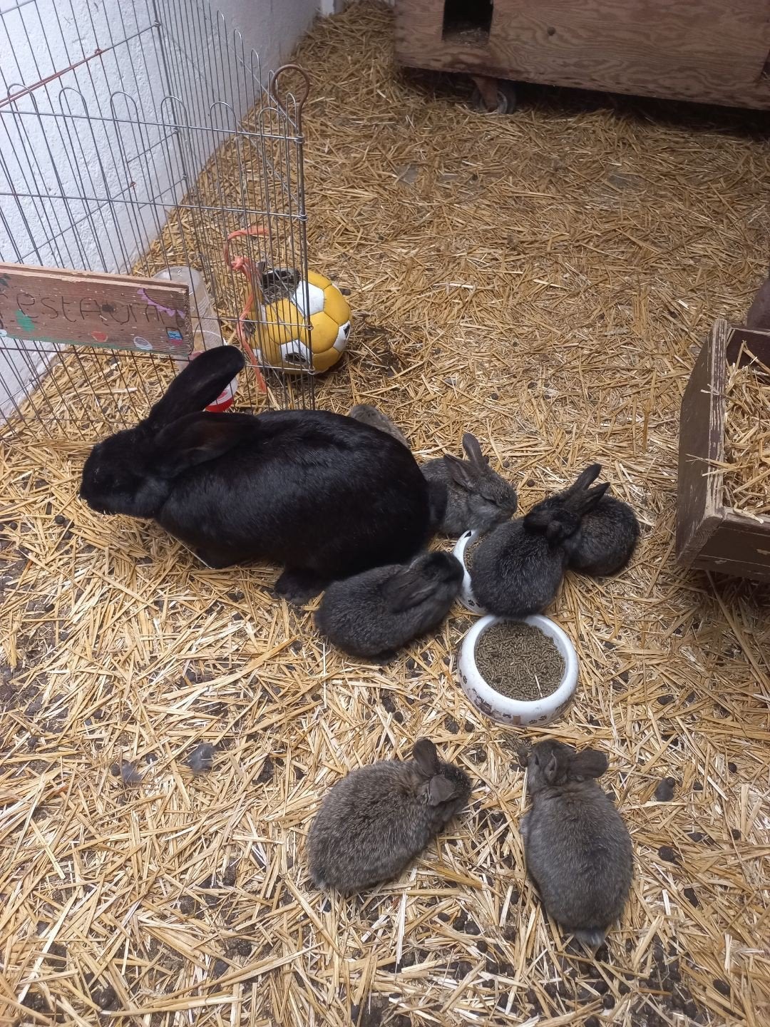 Jonge Vlaamse reuzen, Meerdere dieren, Overige soorten