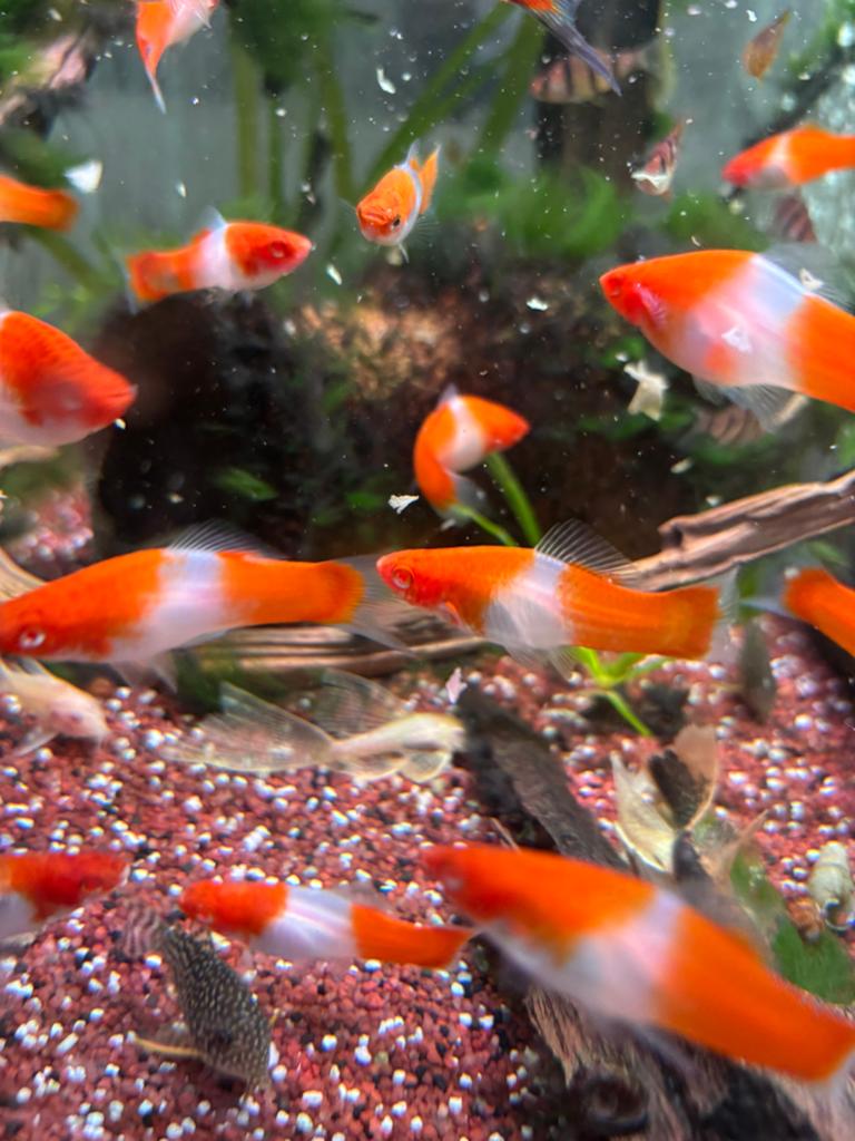 Xiphophorus helleri - Koi-Kohaku, Vis, Zoetwatervis, Schoolvis