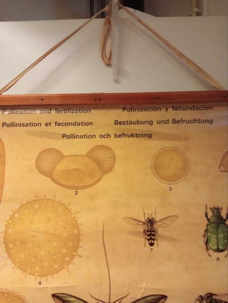 Vintage schoolplaat bestuiving en bevruchting EP Group 1971, Antiek en Kunst, Antiek | Schoolplaten, Ophalen of Verzenden