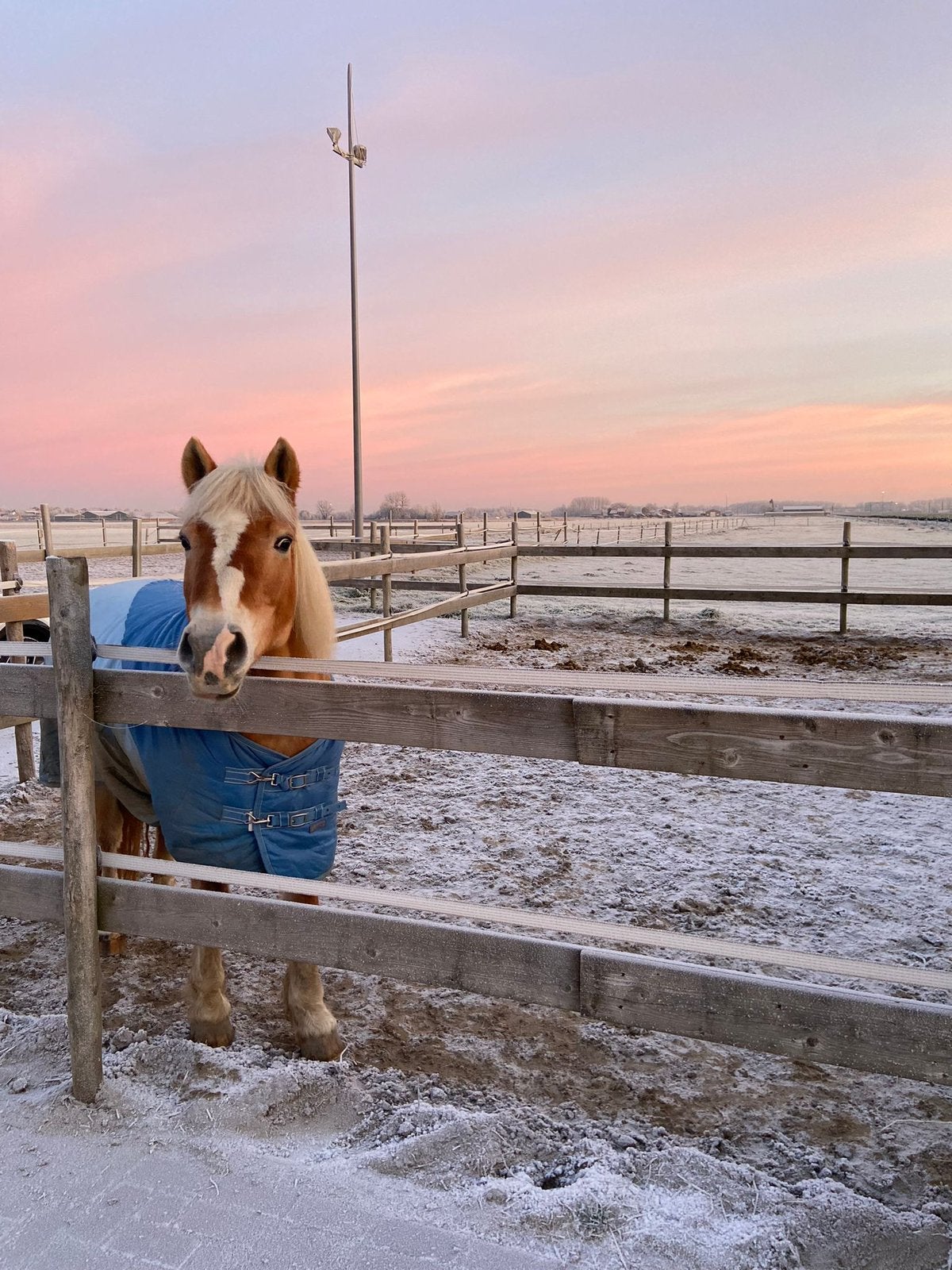 Rustige pensionplek | 24/7 buiten op paddock of weide|, Dieren en Toebehoren, Weidegang, 1 paard of pony