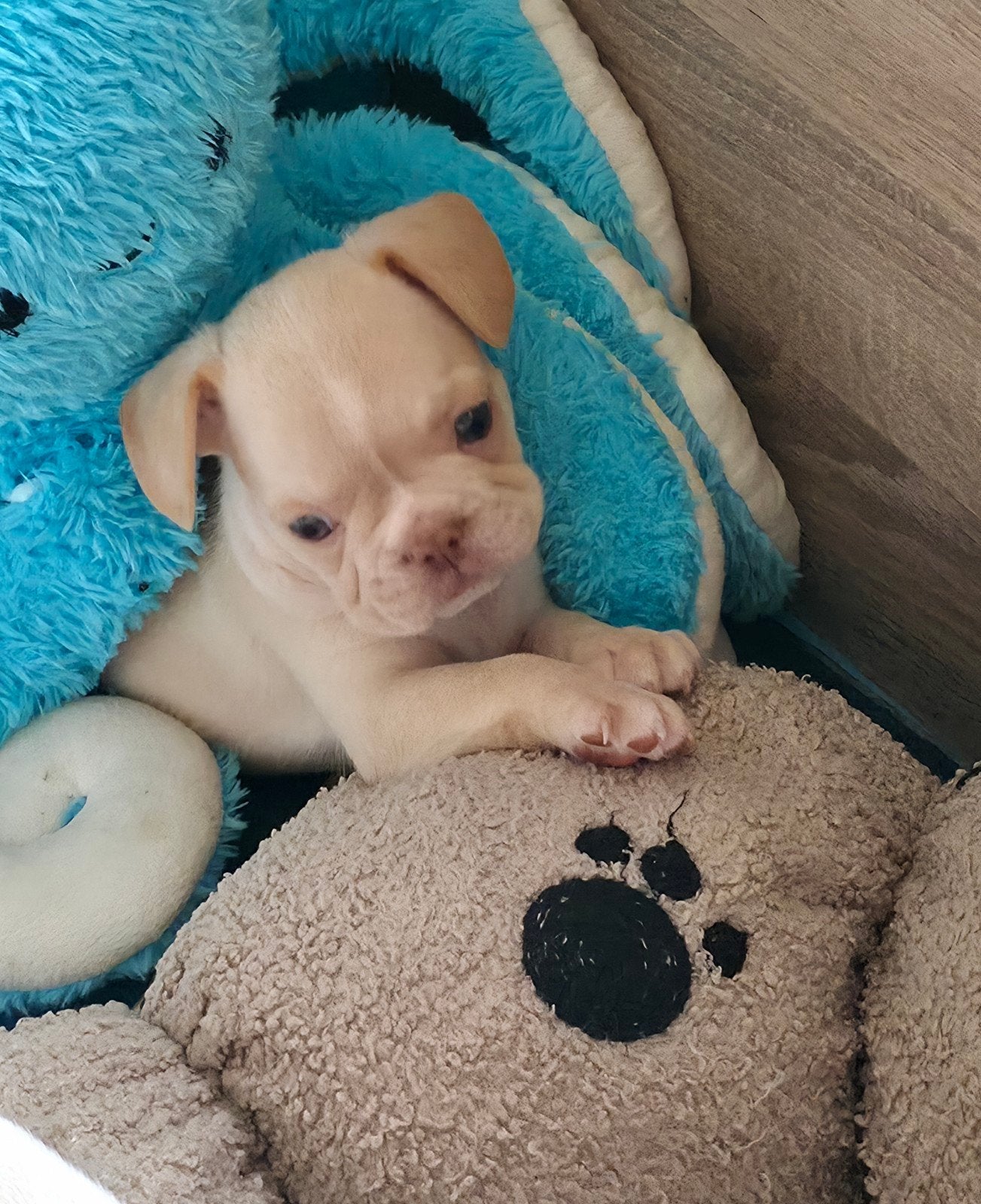💙 prachtige, unieke x franse bulldog pups reutjes 💙, Dieren en Toebehoren, Parvo, 8 tot 15 weken, Bulldog, Meerdere