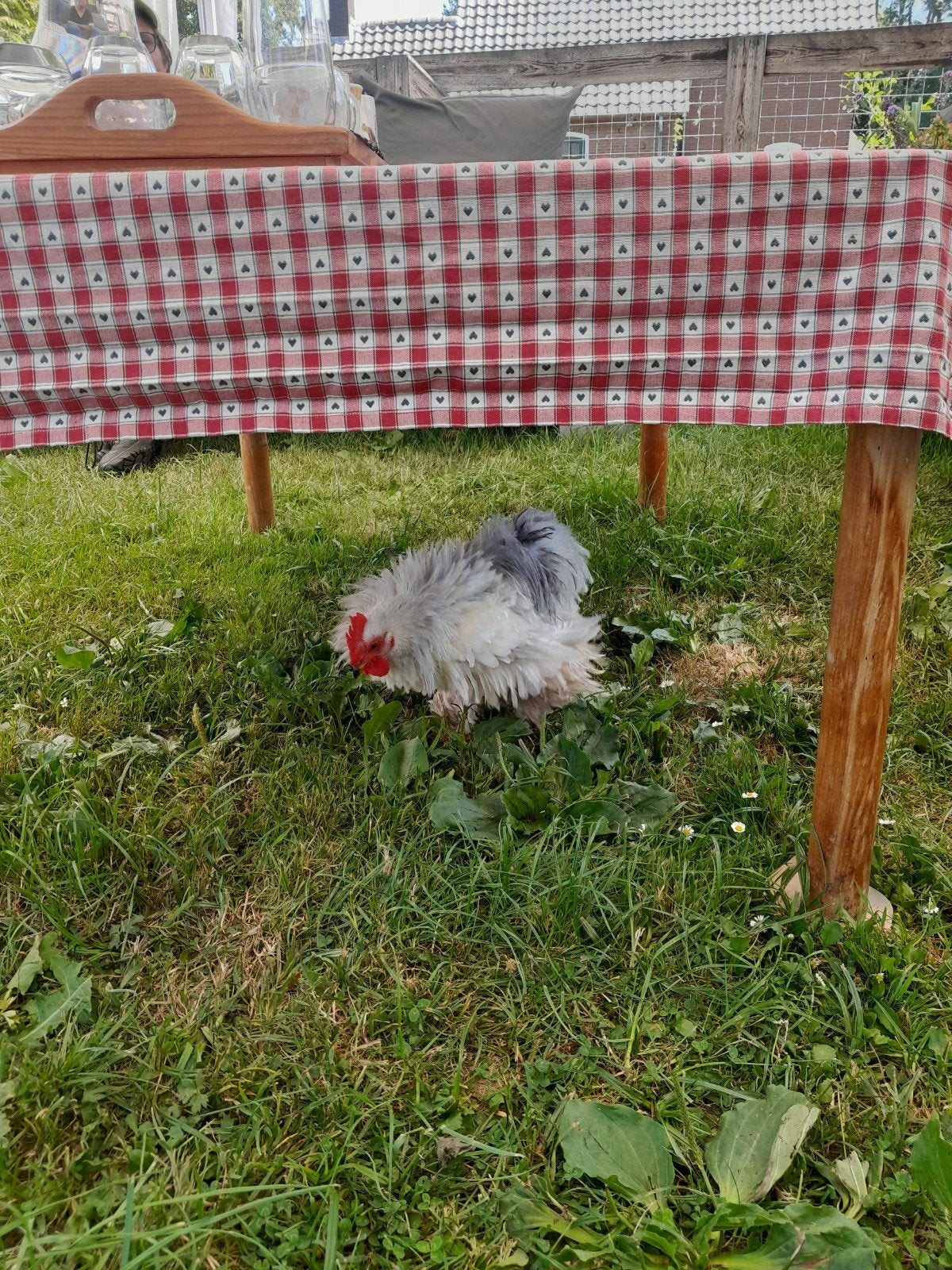 Bijzondere haantjes, Dieren en Toebehoren, Pluimvee, Mannelijk, Kip