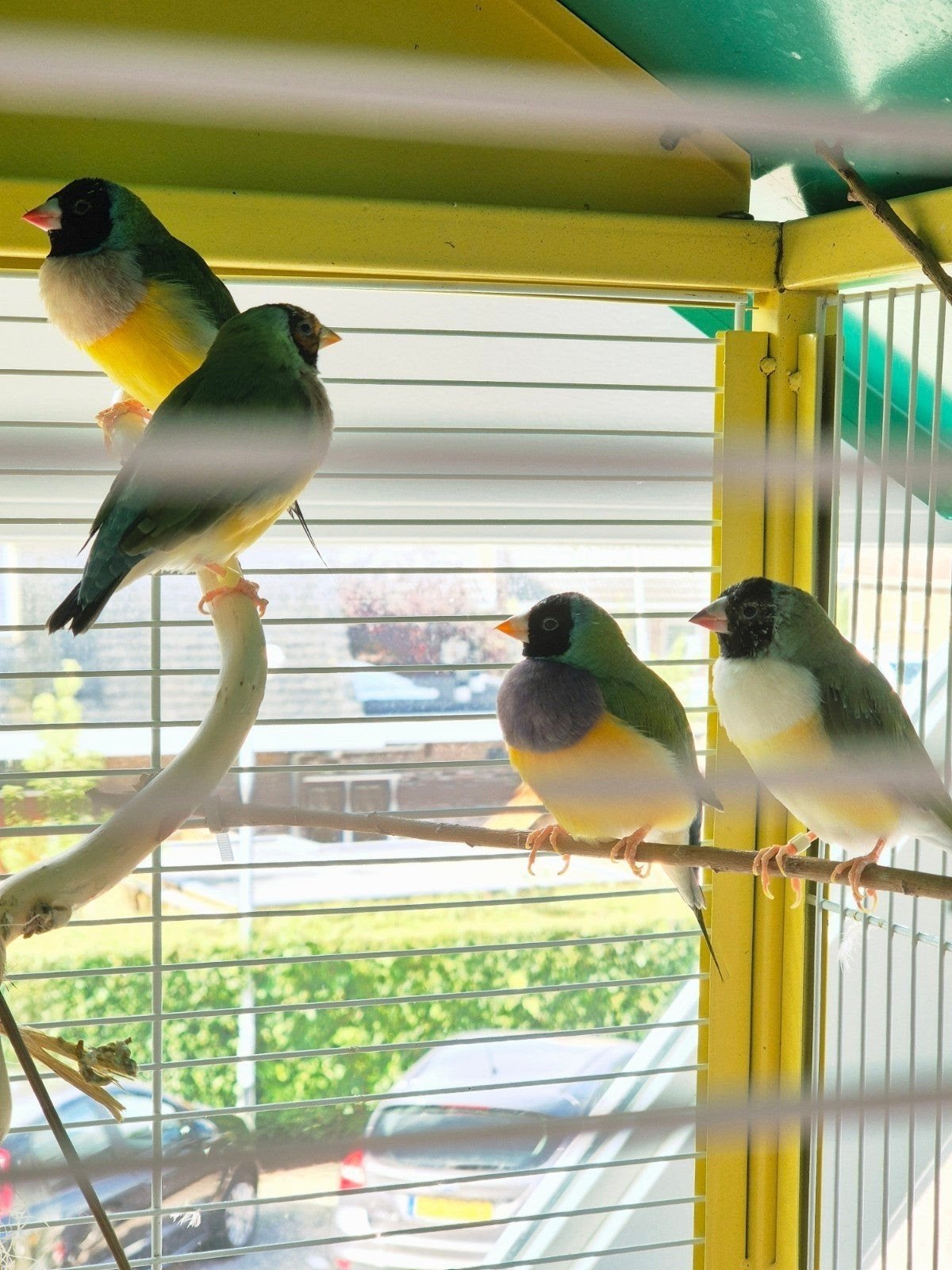 Vogelkooi met accessoires + 4 goudamadines, Dieren en Toebehoren, Vogels | Overige Vogels, Meerdere dieren, Tropenvogel, Geringd
