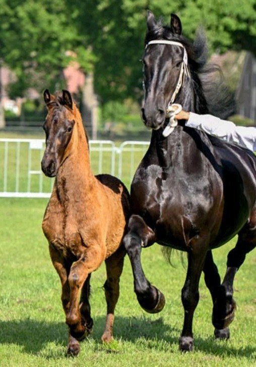 kleinschalige opfok hengstveulens, Opfok, 2 of 3 paarden of pony's