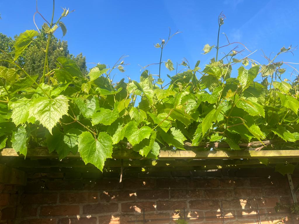 Mooie verse  Druivenbladeren kilo €15- Hilversum, Ophalen of Verzenden, Overige soorten, Minder dan 100 cm
