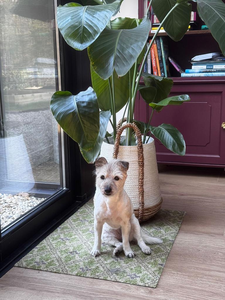 Hondenoppas in huiselijke sfeer- in het bos, Particuliere oppas