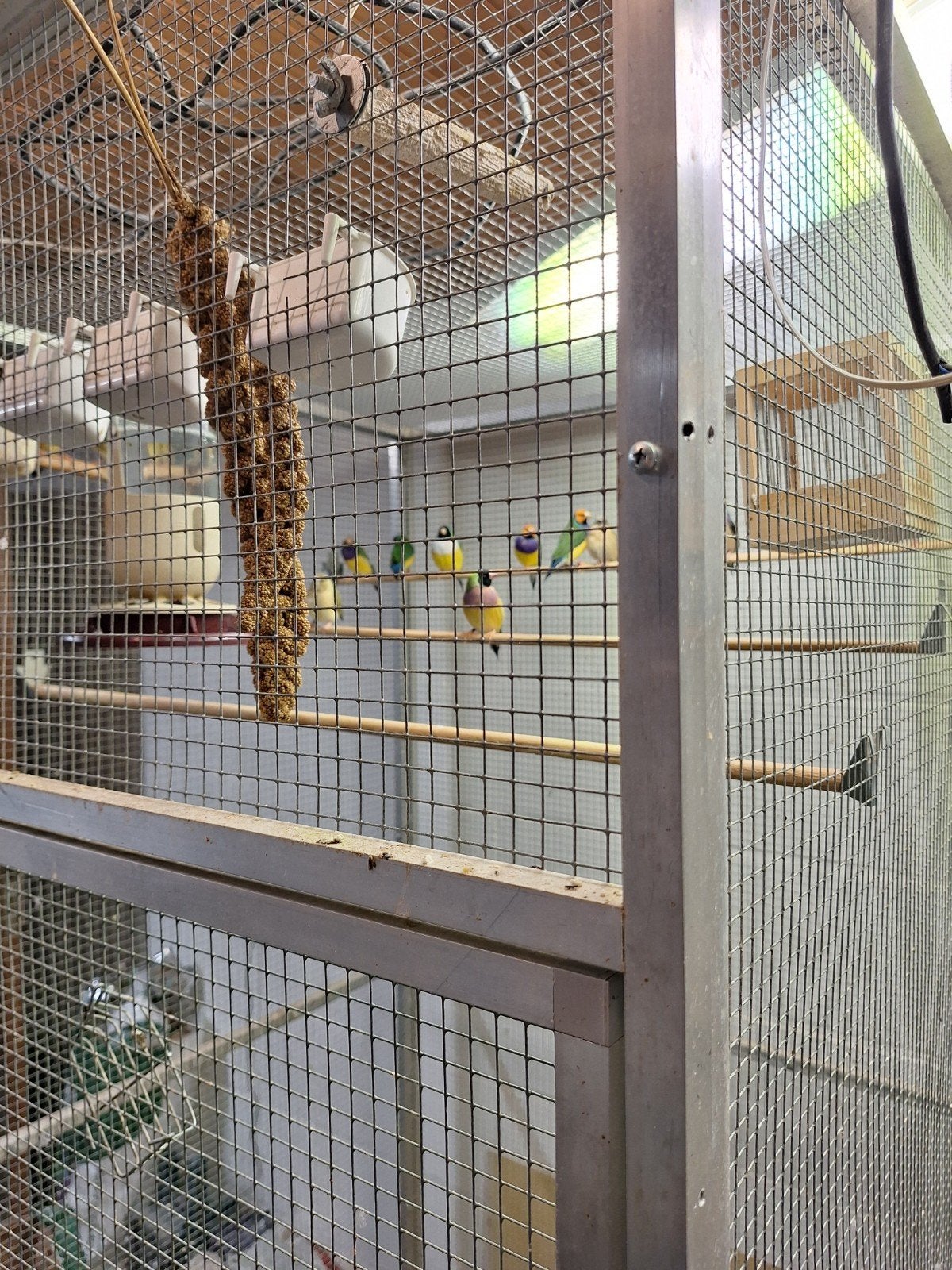 gouldamadines, Meerdere dieren, Tropenvogel, Geringd